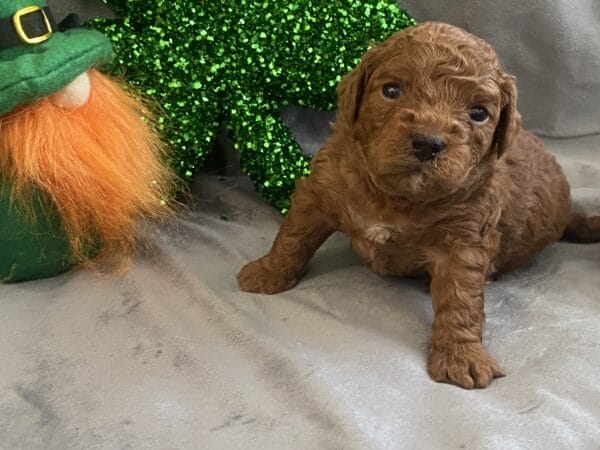 TEACUP GOLDENDOODLE PUPPIES, Precious Doodle Dogs, Teacup Doodle Dogs, Goldendoodle, Doodle Dog, Golden Doodles, Goldendoodle for sale, Goldendoodle puppies for sale, Miniature goldendoodle, goldendoodle puppies, mini goldendoodle, mini puppies, mini goldendoodle size, Mini Doodle Dogs, f1 goldendoodle, golden retriever poodle, chocolate goldendoodle, small doodles, goldendoodle temperament, goldendoodle colors, goldendoodle price, white goldendoodle, f2 goldendoodle, mini goldendoodle price, mini goldendoodle full grown, f1 mini goldendoodle, f1b goldendoodle, parti goldendoodle, goldendoodles near me, english goldendoodle, australian goldendoodle, red goldendoodle, doodle breeds, brown goldendoodle, goldendoodle cost, adult mini goldendoodle, golden noodle dog, doodle dog breeds, miniature golden doodle, miniature puppies, golden retriever poodle mix, A Star is Born, A star is born goldendoodle, a star is born dog, Bradley Cooper's Dog, Bradley Cooper Dog, Bradley Cooper's Goldendoodle, arizona goldendoodles, goldendoodle training, goldendoodle size, how big do mini goldendoodles get, goldendoodle full grown, baby goldendoodle, goldendoodle houston, golden doodles for sale, adult goldendoodle, apricot goldendoodle, goldendoodle grooming, mini golden doodles, goldendoodle shedding, f2b goldendoodle, goldendoodle hypoallergenic, goldendoodle names, english cream goldendoodle, golden retriever and poodle mix, mini goldendoodle puppies, micro goldendoodle, mini goldendoodle puppies for sale, miniature goldendoodle for sale, goldendoodle puppies for adoption, teddy bear goldendoodle, mini goldendoodle rescue, medium goldendoodle, black goldendoodle, mini goldendoodle for sale near me, goldendoodle puppies for sale near me, mini doodle, doodle puppies, mini goldendoodle for sale, goldendoodle breeders near me, miniature goldendoodle for sale near me, toy goldendoodle, petite goldendoodle, golden doodle dog, miniature goldendoodle puppies, mini goldendoodle puppies for sale near me, goldendoodles for sale near me, mini goldedoodle breeders, goldendoodle adoption, f1b mini goldendoodle, small goldendoodle, teacup goldendoodle, goldendoodle puppies near me, goldendoodle breeders, how to groom a goldendoodle, great doodle puppies, golden doodle mix, goldendoodle tampa, goldendoodle facts, white doodle dog, white goldendoodle puppy, mini goldendoodle maryland, country mini doodles, goldendoodle los angeles, toy labradoodle puppies for sale, types of goldendoodles, mini golden retriever puppies, golden goldendoodle, mini golden retriever puppies for sale, miniature australian goldendoodle, goldendoodle sacramento, goldendoodle omaha, labradoodle goldendoodle, f1 medium goldendoodle, BEST goldendoodles, pictures of mini goldendoodles, teacup goldendoodle full grown, micro mini goldendoodle full grown, toy goldendoodle price, goldendoodle chicago, retriever doodle, teacup goldendoodle puppies for sale, cute goldendoodle, mini teddy bear puppies, miniature goldendoodle full grown, f2 mini goldendoodle, goldendoodle spokane, mini goldendoodle chicago, micro mini goldendoodle, how nbig do miniature goldendoodles get, brown mini goldendoodle, mini doodle breeds, poodle doodle dog, what is a mini goldendoodle, black mini goldendoodle, mini irish doodle puppies for sale, f1b goldendoodle size, toy golden doodles, chocolate brown goldendoodle puppies for sale, petite goldendoodle full grown, goldendoodle behavior, american goldendoodle, f1b medium goldendoodle, goldendoodle puppy cost, cute goldendoodle puppies, goldendoodle indianapolis, teddy goldendoodle, mini goldendoodle weight, teddy bear golden doodles, f1b goldendoodle puppies for sale, miniature goldendoodle size, chocolate goldendoodle puppy, english cream mini goldendoodle, doodle puppies near me, red miniature goldendoodle, cream goldendoodle, goldendoodle puppy cut, mini goldendoodle hypoallergenic, dog breed goldendoodle, goldendoodle poodle mixes, goldendoodle allergies, goldendoodle info, sandy ridge goldendoodles, lakeshore goldendoodles, toy goldendoodle puppies for sale, labradoodle and goldendoodle, goldendoodle las vegas, goldendoodle phoenix, doodle breeders near me, miniature goldendoodle weight, black and white goldendoodle, sarasota goldendoodles, mini goldendoodle dallas, a goldendoodle, what is a goldendoodle, goldendoodle dallas, mini golden doodles for sale, ginger doodle puppy, how much does a mini goldendoodle cost, goldendoodle san antonio, goldendoodle photos, goldendoodle cuts, chocolate mini goldendoodle, all about goldendoodles, goldendoodle cincinnati, black doodle dog, goldendoodle weight, miniature goldendoodle breeders, goldendoodle information, miniature goldendoodle puppies for sale, doodle puppies for sale near me, black labradoodle puppies for sale, goldendoodle seattle, golden doodles near me, teacup goldendoodle for sale, golden retriever poodle puppy, goldendoodle rochester ny, goldendoodle and poodle mix, akc goldendoodle, goldendoodle kansas city, mini goldendoodle facts, goldendoodle austin, goldendoodle doodle, goldendoodle tulsa, curly goldendoodle, brown goldendoodle puppies, f1b labradoodle puppies for sale, red mini goldendoodle, goldendoodle poodle, chocolate goldendoodle for sale, tiny goldendoodle, goldendoodle puppies breeders, english goldendoodle puppies for sale, mini golden labradoodle, f1b mini teddy bear goldendoodles, red goldendoodle puppies for sale, miniature golden retriever breeders, f1 goldendoodles for sale, teacup goldendoodle puppies, toy mini goldendoodle, xs petite goldendoodle, f2 goldendoodle puppies for sale, mini goldendoodle cost, black goldendoodle for sale, english teddy bear goldendoodle, small doodle dogs, goldendoodle nashville, english goldendoodle puppies, golden retriever poodle mix for sale, red goldendoodle puppy, parti goldendoodles for sale, english cream goldendoodles for sale, doodle puppies for sale, golden retriever poodle mix puppies, goldendoodle tucson, f1b mini goldendoodle puppies for sale, mini goldendoodle breeders northeast, teddy bear goldendoodle, toy goldendoodle rescue, petite mini goldendoodle, goldendoodle stuff, mini goldendoodles near me, teddy bear goldendoodle puppies, f1 goldendoodle puppies, teddy bear goldendoodles for sale, silver goldendoodle, buy goldendoodle, mini golden doodle dog, teddy bear goldendoodles mini, micro mini goldendoodle puppies for sale, goldendoodle dogs for sale, best goldendoodle breeders, chocolate goldendoodle puppies for sale, doodle dogs for sale, toy goldendoodle puppies, mini doodle dog, toy goldendoodle breeders, doodles for sale, goldendoodle hypoallergenic dog, mini goldendoodle breeders near me, english goldendoodle breeders, f1b mini goldendoodle for sale, teacup goldendoodle price, petite goldendoodle for sale, mini english goldendoodle, mini goldendoodle info, miniature goldendoodle puppies for sale near me, black goldendoodle puppies for sale, f1 goldendoodle puppies for sale, Teacup Goldendoodles AL, Teacup Goldendoodles AK, Teacup Goldendoodles AZ, Teacup Goldendoodles AR, Teacup Goldendoodles CA, Teacup Goldendoodles CO, Teacup Goldendoodles CT, Teacup Goldendoodles DE, Teacup Goldendoodles FL, Teacup Goldendoodles GA, Teacup Goldendoodles HI, Teacup Goldendoodles ID, Teacup Goldendoodles IL, Teacup Goldendoodles IN, Teacup Goldendoodles IA, Teacup Goldendoodles KS, Teacup Goldendoodles KY, Teacup Goldendoodles LA, Teacup Goldendoodles ME, Teacup Goldendoodles MD, Teacup Goldendoodles MA, Teacup Goldendoodles MI, Teacup Goldendoodles MN, Teacup Goldendoodles MS, Teacup Goldendoodles MO, Teacup Goldendoodles MT, Teacup Goldendoodles NE, Teacup Goldendoodles NV, Teacup Goldendoodles NH, Teacup Goldendoodles NJ, Teacup Goldendoodles NM, Teacup Goldendoodles NY, Teacup Goldendoodles NC, Teacup Goldendoodles ND, Teacup Goldendoodles OH, Teacup Goldendoodles OK, Teacup Goldendoodles OR, Teacup Goldendoodles PA, Teacup Goldendoodles RI, Teacup Goldendoodles SC, Teacup Goldendoodles SD, Teacup Goldendoodles TN, Teacup Goldendoodles TX, Teacup Goldendoodles UT, Teacup Goldendoodles VT, Teacup Goldendoodles VA, Teacup Goldendoodles WA, Teacup Goldendoodles WV, Teacup Goldendoodles WI, Teacup Goldendoodles WY,