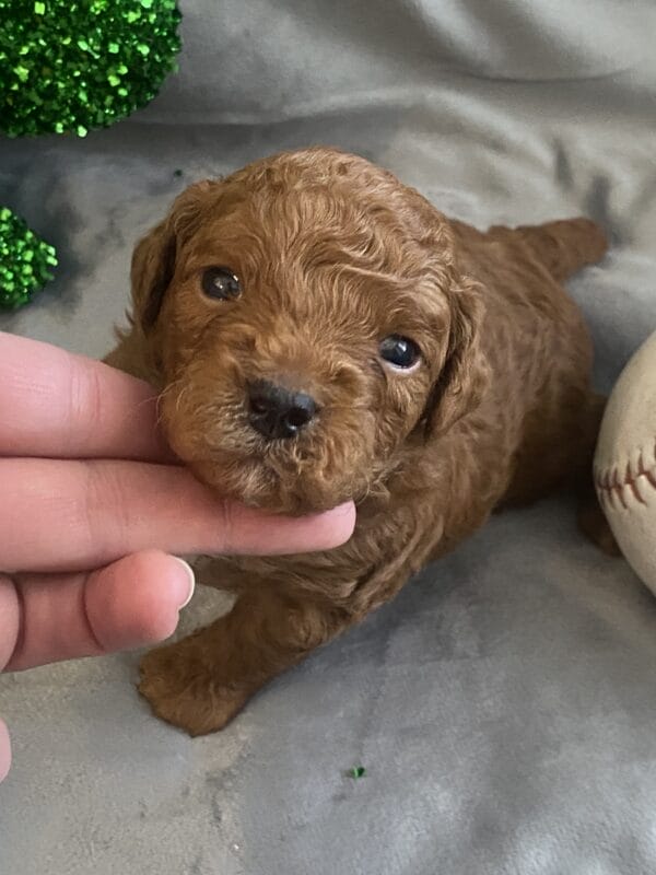 TEACUP GOLDENDOODLE PUPPIES, Precious Doodle Dogs, Teacup Doodle Dogs, Goldendoodle, Doodle Dog, Golden Doodles, Goldendoodle for sale, Goldendoodle puppies for sale, Miniature goldendoodle, goldendoodle puppies, mini goldendoodle, mini puppies, mini goldendoodle size, Mini Doodle Dogs, f1 goldendoodle, golden retriever poodle, chocolate goldendoodle, small doodles, goldendoodle temperament, goldendoodle colors, goldendoodle price, white goldendoodle, f2 goldendoodle, mini goldendoodle price, mini goldendoodle full grown, f1 mini goldendoodle, f1b goldendoodle, parti goldendoodle, goldendoodles near me, english goldendoodle, australian goldendoodle, red goldendoodle, doodle breeds, brown goldendoodle, goldendoodle cost, adult mini goldendoodle, golden noodle dog, doodle dog breeds, miniature golden doodle, miniature puppies, golden retriever poodle mix, A Star is Born, A star is born goldendoodle, a star is born dog, Bradley Cooper's Dog, Bradley Cooper Dog, Bradley Cooper's Goldendoodle, arizona goldendoodles, goldendoodle training, goldendoodle size, how big do mini goldendoodles get, goldendoodle full grown, baby goldendoodle, goldendoodle houston, golden doodles for sale, adult goldendoodle, apricot goldendoodle, goldendoodle grooming, mini golden doodles, goldendoodle shedding, f2b goldendoodle, goldendoodle hypoallergenic, goldendoodle names, english cream goldendoodle, golden retriever and poodle mix, mini goldendoodle puppies, micro goldendoodle, mini goldendoodle puppies for sale, miniature goldendoodle for sale, goldendoodle puppies for adoption, teddy bear goldendoodle, mini goldendoodle rescue, medium goldendoodle, black goldendoodle, mini goldendoodle for sale near me, goldendoodle puppies for sale near me, mini doodle, doodle puppies, mini goldendoodle for sale, goldendoodle breeders near me, miniature goldendoodle for sale near me, toy goldendoodle, petite goldendoodle, golden doodle dog, miniature goldendoodle puppies, mini goldendoodle puppies for sale near me, goldendoodles for sale near me, mini goldedoodle breeders, goldendoodle adoption, f1b mini goldendoodle, small goldendoodle, teacup goldendoodle, goldendoodle puppies near me, goldendoodle breeders, how to groom a goldendoodle, great doodle puppies, golden doodle mix, goldendoodle tampa, goldendoodle facts, white doodle dog, white goldendoodle puppy, mini goldendoodle maryland, country mini doodles, goldendoodle los angeles, toy labradoodle puppies for sale, types of goldendoodles, mini golden retriever puppies, golden goldendoodle, mini golden retriever puppies for sale, miniature australian goldendoodle, goldendoodle sacramento, goldendoodle omaha, labradoodle goldendoodle, f1 medium goldendoodle, BEST goldendoodles, pictures of mini goldendoodles, teacup goldendoodle full grown, micro mini goldendoodle full grown, toy goldendoodle price, goldendoodle chicago, retriever doodle, teacup goldendoodle puppies for sale, cute goldendoodle, mini teddy bear puppies, miniature goldendoodle full grown, f2 mini goldendoodle, goldendoodle spokane, mini goldendoodle chicago, micro mini goldendoodle, how nbig do miniature goldendoodles get, brown mini goldendoodle, mini doodle breeds, poodle doodle dog, what is a mini goldendoodle, black mini goldendoodle, mini irish doodle puppies for sale, f1b goldendoodle size, toy golden doodles, chocolate brown goldendoodle puppies for sale, petite goldendoodle full grown, goldendoodle behavior, american goldendoodle, f1b medium goldendoodle, goldendoodle puppy cost, cute goldendoodle puppies, goldendoodle indianapolis, teddy goldendoodle, mini goldendoodle weight, teddy bear golden doodles, f1b goldendoodle puppies for sale, miniature goldendoodle size, chocolate goldendoodle puppy, english cream mini goldendoodle, doodle puppies near me, red miniature goldendoodle, cream goldendoodle, goldendoodle puppy cut, mini goldendoodle hypoallergenic, dog breed goldendoodle, goldendoodle poodle mixes, goldendoodle allergies, goldendoodle info, sandy ridge goldendoodles, lakeshore goldendoodles, toy goldendoodle puppies for sale, labradoodle and goldendoodle, goldendoodle las vegas, goldendoodle phoenix, doodle breeders near me, miniature goldendoodle weight, black and white goldendoodle, sarasota goldendoodles, mini goldendoodle dallas, a goldendoodle, what is a goldendoodle, goldendoodle dallas, mini golden doodles for sale, ginger doodle puppy, how much does a mini goldendoodle cost, goldendoodle san antonio, goldendoodle photos, goldendoodle cuts, chocolate mini goldendoodle, all about goldendoodles, goldendoodle cincinnati, black doodle dog, goldendoodle weight, miniature goldendoodle breeders, goldendoodle information, miniature goldendoodle puppies for sale, doodle puppies for sale near me, black labradoodle puppies for sale, goldendoodle seattle, golden doodles near me, teacup goldendoodle for sale, golden retriever poodle puppy, goldendoodle rochester ny, goldendoodle and poodle mix, akc goldendoodle, goldendoodle kansas city, mini goldendoodle facts, goldendoodle austin, goldendoodle doodle, goldendoodle tulsa, curly goldendoodle, brown goldendoodle puppies, f1b labradoodle puppies for sale, red mini goldendoodle, goldendoodle poodle, chocolate goldendoodle for sale, tiny goldendoodle, goldendoodle puppies breeders, english goldendoodle puppies for sale, mini golden labradoodle, f1b mini teddy bear goldendoodles, red goldendoodle puppies for sale, miniature golden retriever breeders, f1 goldendoodles for sale, teacup goldendoodle puppies, toy mini goldendoodle, xs petite goldendoodle, f2 goldendoodle puppies for sale, mini goldendoodle cost, black goldendoodle for sale, english teddy bear goldendoodle, small doodle dogs, goldendoodle nashville, english goldendoodle puppies, golden retriever poodle mix for sale, red goldendoodle puppy, parti goldendoodles for sale, english cream goldendoodles for sale, doodle puppies for sale, golden retriever poodle mix puppies, goldendoodle tucson, f1b mini goldendoodle puppies for sale, mini goldendoodle breeders northeast, teddy bear goldendoodle, toy goldendoodle rescue, petite mini goldendoodle, goldendoodle stuff, mini goldendoodles near me, teddy bear goldendoodle puppies, f1 goldendoodle puppies, teddy bear goldendoodles for sale, silver goldendoodle, buy goldendoodle, mini golden doodle dog, teddy bear goldendoodles mini, micro mini goldendoodle puppies for sale, goldendoodle dogs for sale, best goldendoodle breeders, chocolate goldendoodle puppies for sale, doodle dogs for sale, toy goldendoodle puppies, mini doodle dog, toy goldendoodle breeders, doodles for sale, goldendoodle hypoallergenic dog, mini goldendoodle breeders near me, english goldendoodle breeders, f1b mini goldendoodle for sale, teacup goldendoodle price, petite goldendoodle for sale, mini english goldendoodle, mini goldendoodle info, miniature goldendoodle puppies for sale near me, black goldendoodle puppies for sale, f1 goldendoodle puppies for sale, Teacup Goldendoodles AL, Teacup Goldendoodles AK, Teacup Goldendoodles AZ, Teacup Goldendoodles AR, Teacup Goldendoodles CA, Teacup Goldendoodles CO, Teacup Goldendoodles CT, Teacup Goldendoodles DE, Teacup Goldendoodles FL, Teacup Goldendoodles GA, Teacup Goldendoodles HI, Teacup Goldendoodles ID, Teacup Goldendoodles IL, Teacup Goldendoodles IN, Teacup Goldendoodles IA, Teacup Goldendoodles KS, Teacup Goldendoodles KY, Teacup Goldendoodles LA, Teacup Goldendoodles ME, Teacup Goldendoodles MD, Teacup Goldendoodles MA, Teacup Goldendoodles MI, Teacup Goldendoodles MN, Teacup Goldendoodles MS, Teacup Goldendoodles MO, Teacup Goldendoodles MT, Teacup Goldendoodles NE, Teacup Goldendoodles NV, Teacup Goldendoodles NH, Teacup Goldendoodles NJ, Teacup Goldendoodles NM, Teacup Goldendoodles NY, Teacup Goldendoodles NC, Teacup Goldendoodles ND, Teacup Goldendoodles OH, Teacup Goldendoodles OK, Teacup Goldendoodles OR, Teacup Goldendoodles PA, Teacup Goldendoodles RI, Teacup Goldendoodles SC, Teacup Goldendoodles SD, Teacup Goldendoodles TN, Teacup Goldendoodles TX, Teacup Goldendoodles UT, Teacup Goldendoodles VT, Teacup Goldendoodles VA, Teacup Goldendoodles WA, Teacup Goldendoodles WV, Teacup Goldendoodles WI, Teacup Goldendoodles WY,