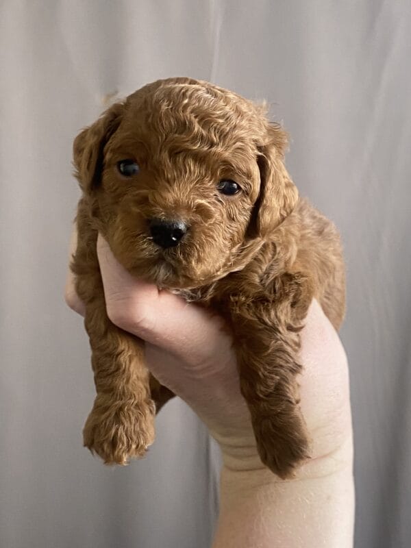 TEACUP GOLDENDOODLE PUPPIES, Precious Doodle Dogs, Teacup Doodle Dogs, Goldendoodle, Doodle Dog, Golden Doodles, Goldendoodle for sale, Goldendoodle puppies for sale, Miniature goldendoodle, goldendoodle puppies, mini goldendoodle, mini puppies, mini goldendoodle size, Mini Doodle Dogs, f1 goldendoodle, golden retriever poodle, chocolate goldendoodle, small doodles, goldendoodle temperament, goldendoodle colors, goldendoodle price, white goldendoodle, f2 goldendoodle, mini goldendoodle price, mini goldendoodle full grown, f1 mini goldendoodle, f1b goldendoodle, parti goldendoodle, goldendoodles near me, english goldendoodle, australian goldendoodle, red goldendoodle, doodle breeds, brown goldendoodle, goldendoodle cost, adult mini goldendoodle, golden noodle dog, doodle dog breeds, miniature golden doodle, miniature puppies, golden retriever poodle mix, A Star is Born, A star is born goldendoodle, a star is born dog, Bradley Cooper's Dog, Bradley Cooper Dog, Bradley Cooper's Goldendoodle, arizona goldendoodles, goldendoodle training, goldendoodle size, how big do mini goldendoodles get, goldendoodle full grown, baby goldendoodle, goldendoodle houston, golden doodles for sale, adult goldendoodle, apricot goldendoodle, goldendoodle grooming, mini golden doodles, goldendoodle shedding, f2b goldendoodle, goldendoodle hypoallergenic, goldendoodle names, english cream goldendoodle, golden retriever and poodle mix, mini goldendoodle puppies, micro goldendoodle, mini goldendoodle puppies for sale, miniature goldendoodle for sale, goldendoodle puppies for adoption, teddy bear goldendoodle, mini goldendoodle rescue, medium goldendoodle, black goldendoodle, mini goldendoodle for sale near me, goldendoodle puppies for sale near me, mini doodle, doodle puppies, mini goldendoodle for sale, goldendoodle breeders near me, miniature goldendoodle for sale near me, toy goldendoodle, petite goldendoodle, golden doodle dog, miniature goldendoodle puppies, mini goldendoodle puppies for sale near me, goldendoodles for sale near me, mini goldedoodle breeders, goldendoodle adoption, f1b mini goldendoodle, small goldendoodle, teacup goldendoodle, goldendoodle puppies near me, goldendoodle breeders, how to groom a goldendoodle, great doodle puppies, golden doodle mix, goldendoodle tampa, goldendoodle facts, white doodle dog, white goldendoodle puppy, mini goldendoodle maryland, country mini doodles, goldendoodle los angeles, toy labradoodle puppies for sale, types of goldendoodles, mini golden retriever puppies, golden goldendoodle, mini golden retriever puppies for sale, miniature australian goldendoodle, goldendoodle sacramento, goldendoodle omaha, labradoodle goldendoodle, f1 medium goldendoodle, BEST goldendoodles, pictures of mini goldendoodles, teacup goldendoodle full grown, micro mini goldendoodle full grown, toy goldendoodle price, goldendoodle chicago, retriever doodle, teacup goldendoodle puppies for sale, cute goldendoodle, mini teddy bear puppies, miniature goldendoodle full grown, f2 mini goldendoodle, goldendoodle spokane, mini goldendoodle chicago, micro mini goldendoodle, how nbig do miniature goldendoodles get, brown mini goldendoodle, mini doodle breeds, poodle doodle dog, what is a mini goldendoodle, black mini goldendoodle, mini irish doodle puppies for sale, f1b goldendoodle size, toy golden doodles, chocolate brown goldendoodle puppies for sale, petite goldendoodle full grown, goldendoodle behavior, american goldendoodle, f1b medium goldendoodle, goldendoodle puppy cost, cute goldendoodle puppies, goldendoodle indianapolis, teddy goldendoodle, mini goldendoodle weight, teddy bear golden doodles, f1b goldendoodle puppies for sale, miniature goldendoodle size, chocolate goldendoodle puppy, english cream mini goldendoodle, doodle puppies near me, red miniature goldendoodle, cream goldendoodle, goldendoodle puppy cut, mini goldendoodle hypoallergenic, dog breed goldendoodle, goldendoodle poodle mixes, goldendoodle allergies, goldendoodle info, sandy ridge goldendoodles, lakeshore goldendoodles, toy goldendoodle puppies for sale, labradoodle and goldendoodle, goldendoodle las vegas, goldendoodle phoenix, doodle breeders near me, miniature goldendoodle weight, black and white goldendoodle, sarasota goldendoodles, mini goldendoodle dallas, a goldendoodle, what is a goldendoodle, goldendoodle dallas, mini golden doodles for sale, ginger doodle puppy, how much does a mini goldendoodle cost, goldendoodle san antonio, goldendoodle photos, goldendoodle cuts, chocolate mini goldendoodle, all about goldendoodles, goldendoodle cincinnati, black doodle dog, goldendoodle weight, miniature goldendoodle breeders, goldendoodle information, miniature goldendoodle puppies for sale, doodle puppies for sale near me, black labradoodle puppies for sale, goldendoodle seattle, golden doodles near me, teacup goldendoodle for sale, golden retriever poodle puppy, goldendoodle rochester ny, goldendoodle and poodle mix, akc goldendoodle, goldendoodle kansas city, mini goldendoodle facts, goldendoodle austin, goldendoodle doodle, goldendoodle tulsa, curly goldendoodle, brown goldendoodle puppies, f1b labradoodle puppies for sale, red mini goldendoodle, goldendoodle poodle, chocolate goldendoodle for sale, tiny goldendoodle, goldendoodle puppies breeders, english goldendoodle puppies for sale, mini golden labradoodle, f1b mini teddy bear goldendoodles, red goldendoodle puppies for sale, miniature golden retriever breeders, f1 goldendoodles for sale, teacup goldendoodle puppies, toy mini goldendoodle, xs petite goldendoodle, f2 goldendoodle puppies for sale, mini goldendoodle cost, black goldendoodle for sale, english teddy bear goldendoodle, small doodle dogs, goldendoodle nashville, english goldendoodle puppies, golden retriever poodle mix for sale, red goldendoodle puppy, parti goldendoodles for sale, english cream goldendoodles for sale, doodle puppies for sale, golden retriever poodle mix puppies, goldendoodle tucson, f1b mini goldendoodle puppies for sale, mini goldendoodle breeders northeast, teddy bear goldendoodle, toy goldendoodle rescue, petite mini goldendoodle, goldendoodle stuff, mini goldendoodles near me, teddy bear goldendoodle puppies, f1 goldendoodle puppies, teddy bear goldendoodles for sale, silver goldendoodle, buy goldendoodle, mini golden doodle dog, teddy bear goldendoodles mini, micro mini goldendoodle puppies for sale, goldendoodle dogs for sale, best goldendoodle breeders, chocolate goldendoodle puppies for sale, doodle dogs for sale, toy goldendoodle puppies, mini doodle dog, toy goldendoodle breeders, doodles for sale, goldendoodle hypoallergenic dog, mini goldendoodle breeders near me, english goldendoodle breeders, f1b mini goldendoodle for sale, teacup goldendoodle price, petite goldendoodle for sale, mini english goldendoodle, mini goldendoodle info, miniature goldendoodle puppies for sale near me, black goldendoodle puppies for sale, f1 goldendoodle puppies for sale, Teacup Goldendoodles AL, Teacup Goldendoodles AK, Teacup Goldendoodles AZ, Teacup Goldendoodles AR, Teacup Goldendoodles CA, Teacup Goldendoodles CO, Teacup Goldendoodles CT, Teacup Goldendoodles DE, Teacup Goldendoodles FL, Teacup Goldendoodles GA, Teacup Goldendoodles HI, Teacup Goldendoodles ID, Teacup Goldendoodles IL, Teacup Goldendoodles IN, Teacup Goldendoodles IA, Teacup Goldendoodles KS, Teacup Goldendoodles KY, Teacup Goldendoodles LA, Teacup Goldendoodles ME, Teacup Goldendoodles MD, Teacup Goldendoodles MA, Teacup Goldendoodles MI, Teacup Goldendoodles MN, Teacup Goldendoodles MS, Teacup Goldendoodles MO, Teacup Goldendoodles MT, Teacup Goldendoodles NE, Teacup Goldendoodles NV, Teacup Goldendoodles NH, Teacup Goldendoodles NJ, Teacup Goldendoodles NM, Teacup Goldendoodles NY, Teacup Goldendoodles NC, Teacup Goldendoodles ND, Teacup Goldendoodles OH, Teacup Goldendoodles OK, Teacup Goldendoodles OR, Teacup Goldendoodles PA, Teacup Goldendoodles RI, Teacup Goldendoodles SC, Teacup Goldendoodles SD, Teacup Goldendoodles TN, Teacup Goldendoodles TX, Teacup Goldendoodles UT, Teacup Goldendoodles VT, Teacup Goldendoodles VA, Teacup Goldendoodles WA, Teacup Goldendoodles WV, Teacup Goldendoodles WI, Teacup Goldendoodles WY,