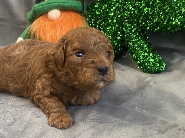 TEACUP GOLDENDOODLE PUPPIES, Precious Doodle Dogs, Teacup Doodle Dogs, Goldendoodle, Doodle Dog, Golden Doodles, Goldendoodle for sale, Goldendoodle puppies for sale, Miniature goldendoodle, goldendoodle puppies, mini goldendoodle, mini puppies, mini goldendoodle size, Mini Doodle Dogs, f1 goldendoodle, golden retriever poodle, chocolate goldendoodle, small doodles, goldendoodle temperament, goldendoodle colors, goldendoodle price, white goldendoodle, f2 goldendoodle, mini goldendoodle price, mini goldendoodle full grown, f1 mini goldendoodle, f1b goldendoodle, parti goldendoodle, goldendoodles near me, english goldendoodle, australian goldendoodle, red goldendoodle, doodle breeds, brown goldendoodle, goldendoodle cost, adult mini goldendoodle, golden noodle dog, doodle dog breeds, miniature golden doodle, miniature puppies, golden retriever poodle mix, A Star is Born, A star is born goldendoodle, a star is born dog, Bradley Cooper's Dog, Bradley Cooper Dog, Bradley Cooper's Goldendoodle, arizona goldendoodles, goldendoodle training, goldendoodle size, how big do mini goldendoodles get, goldendoodle full grown, baby goldendoodle, goldendoodle houston, golden doodles for sale, adult goldendoodle, apricot goldendoodle, goldendoodle grooming, mini golden doodles, goldendoodle shedding, f2b goldendoodle, goldendoodle hypoallergenic, goldendoodle names, english cream goldendoodle, golden retriever and poodle mix, mini goldendoodle puppies, micro goldendoodle, mini goldendoodle puppies for sale, miniature goldendoodle for sale, goldendoodle puppies for adoption, teddy bear goldendoodle, mini goldendoodle rescue, medium goldendoodle, black goldendoodle, mini goldendoodle for sale near me, goldendoodle puppies for sale near me, mini doodle, doodle puppies, mini goldendoodle for sale, goldendoodle breeders near me, miniature goldendoodle for sale near me, toy goldendoodle, petite goldendoodle, golden doodle dog, miniature goldendoodle puppies, mini goldendoodle puppies for sale near me, goldendoodles for sale near me, mini goldedoodle breeders, goldendoodle adoption, f1b mini goldendoodle, small goldendoodle, teacup goldendoodle, goldendoodle puppies near me, goldendoodle breeders, how to groom a goldendoodle, great doodle puppies, golden doodle mix, goldendoodle tampa, goldendoodle facts, white doodle dog, white goldendoodle puppy, mini goldendoodle maryland, country mini doodles, goldendoodle los angeles, toy labradoodle puppies for sale, types of goldendoodles, mini golden retriever puppies, golden goldendoodle, mini golden retriever puppies for sale, miniature australian goldendoodle, goldendoodle sacramento, goldendoodle omaha, labradoodle goldendoodle, f1 medium goldendoodle, BEST goldendoodles, pictures of mini goldendoodles, teacup goldendoodle full grown, micro mini goldendoodle full grown, toy goldendoodle price, goldendoodle chicago, retriever doodle, teacup goldendoodle puppies for sale, cute goldendoodle, mini teddy bear puppies, miniature goldendoodle full grown, f2 mini goldendoodle, goldendoodle spokane, mini goldendoodle chicago, micro mini goldendoodle, how nbig do miniature goldendoodles get, brown mini goldendoodle, mini doodle breeds, poodle doodle dog, what is a mini goldendoodle, black mini goldendoodle, mini irish doodle puppies for sale, f1b goldendoodle size, toy golden doodles, chocolate brown goldendoodle puppies for sale, petite goldendoodle full grown, goldendoodle behavior, american goldendoodle, f1b medium goldendoodle, goldendoodle puppy cost, cute goldendoodle puppies, goldendoodle indianapolis, teddy goldendoodle, mini goldendoodle weight, teddy bear golden doodles, f1b goldendoodle puppies for sale, miniature goldendoodle size, chocolate goldendoodle puppy, english cream mini goldendoodle, doodle puppies near me, red miniature goldendoodle, cream goldendoodle, goldendoodle puppy cut, mini goldendoodle hypoallergenic, dog breed goldendoodle, goldendoodle poodle mixes, goldendoodle allergies, goldendoodle info, sandy ridge goldendoodles, lakeshore goldendoodles, toy goldendoodle puppies for sale, labradoodle and goldendoodle, goldendoodle las vegas, goldendoodle phoenix, doodle breeders near me, miniature goldendoodle weight, black and white goldendoodle, sarasota goldendoodles, mini goldendoodle dallas, a goldendoodle, what is a goldendoodle, goldendoodle dallas, mini golden doodles for sale, ginger doodle puppy, how much does a mini goldendoodle cost, goldendoodle san antonio, goldendoodle photos, goldendoodle cuts, chocolate mini goldendoodle, all about goldendoodles, goldendoodle cincinnati, black doodle dog, goldendoodle weight, miniature goldendoodle breeders, goldendoodle information, miniature goldendoodle puppies for sale, doodle puppies for sale near me, black labradoodle puppies for sale, goldendoodle seattle, golden doodles near me, teacup goldendoodle for sale, golden retriever poodle puppy, goldendoodle rochester ny, goldendoodle and poodle mix, akc goldendoodle, goldendoodle kansas city, mini goldendoodle facts, goldendoodle austin, goldendoodle doodle, goldendoodle tulsa, curly goldendoodle, brown goldendoodle puppies, f1b labradoodle puppies for sale, red mini goldendoodle, goldendoodle poodle, chocolate goldendoodle for sale, tiny goldendoodle, goldendoodle puppies breeders, english goldendoodle puppies for sale, mini golden labradoodle, f1b mini teddy bear goldendoodles, red goldendoodle puppies for sale, miniature golden retriever breeders, f1 goldendoodles for sale, teacup goldendoodle puppies, toy mini goldendoodle, xs petite goldendoodle, f2 goldendoodle puppies for sale, mini goldendoodle cost, black goldendoodle for sale, english teddy bear goldendoodle, small doodle dogs, goldendoodle nashville, english goldendoodle puppies, golden retriever poodle mix for sale, red goldendoodle puppy, parti goldendoodles for sale, english cream goldendoodles for sale, doodle puppies for sale, golden retriever poodle mix puppies, goldendoodle tucson, f1b mini goldendoodle puppies for sale, mini goldendoodle breeders northeast, teddy bear goldendoodle, toy goldendoodle rescue, petite mini goldendoodle, goldendoodle stuff, mini goldendoodles near me, teddy bear goldendoodle puppies, f1 goldendoodle puppies, teddy bear goldendoodles for sale, silver goldendoodle, buy goldendoodle, mini golden doodle dog, teddy bear goldendoodles mini, micro mini goldendoodle puppies for sale, goldendoodle dogs for sale, best goldendoodle breeders, chocolate goldendoodle puppies for sale, doodle dogs for sale, toy goldendoodle puppies, mini doodle dog, toy goldendoodle breeders, doodles for sale, goldendoodle hypoallergenic dog, mini goldendoodle breeders near me, english goldendoodle breeders, f1b mini goldendoodle for sale, teacup goldendoodle price, petite goldendoodle for sale, mini english goldendoodle, mini goldendoodle info, miniature goldendoodle puppies for sale near me, black goldendoodle puppies for sale, f1 goldendoodle puppies for sale, Teacup Goldendoodles AL, Teacup Goldendoodles AK, Teacup Goldendoodles AZ, Teacup Goldendoodles AR, Teacup Goldendoodles CA, Teacup Goldendoodles CO, Teacup Goldendoodles CT, Teacup Goldendoodles DE, Teacup Goldendoodles FL, Teacup Goldendoodles GA, Teacup Goldendoodles HI, Teacup Goldendoodles ID, Teacup Goldendoodles IL, Teacup Goldendoodles IN, Teacup Goldendoodles IA, Teacup Goldendoodles KS, Teacup Goldendoodles KY, Teacup Goldendoodles LA, Teacup Goldendoodles ME, Teacup Goldendoodles MD, Teacup Goldendoodles MA, Teacup Goldendoodles MI, Teacup Goldendoodles MN, Teacup Goldendoodles MS, Teacup Goldendoodles MO, Teacup Goldendoodles MT, Teacup Goldendoodles NE, Teacup Goldendoodles NV, Teacup Goldendoodles NH, Teacup Goldendoodles NJ, Teacup Goldendoodles NM, Teacup Goldendoodles NY, Teacup Goldendoodles NC, Teacup Goldendoodles ND, Teacup Goldendoodles OH, Teacup Goldendoodles OK, Teacup Goldendoodles OR, Teacup Goldendoodles PA, Teacup Goldendoodles RI, Teacup Goldendoodles SC, Teacup Goldendoodles SD, Teacup Goldendoodles TN, Teacup Goldendoodles TX, Teacup Goldendoodles UT, Teacup Goldendoodles VT, Teacup Goldendoodles VA, Teacup Goldendoodles WA, Teacup Goldendoodles WV, Teacup Goldendoodles WI, Teacup Goldendoodles WY,