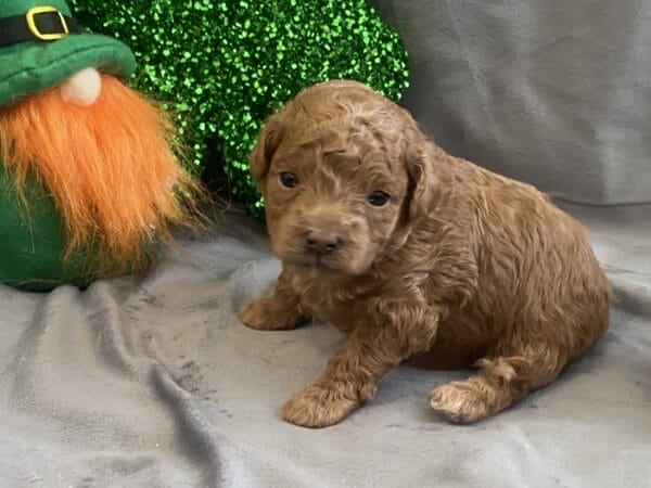 TEACUP GOLDENDOODLE PUPPIES, Precious Doodle Dogs, Teacup Doodle Dogs, Goldendoodle, Doodle Dog, Golden Doodles, Goldendoodle for sale, Goldendoodle puppies for sale, Miniature goldendoodle, goldendoodle puppies, mini goldendoodle, mini puppies, mini goldendoodle size, Mini Doodle Dogs, f1 goldendoodle, golden retriever poodle, chocolate goldendoodle, small doodles, goldendoodle temperament, goldendoodle colors, goldendoodle price, white goldendoodle, f2 goldendoodle, mini goldendoodle price, mini goldendoodle full grown, f1 mini goldendoodle, f1b goldendoodle, parti goldendoodle, goldendoodles near me, english goldendoodle, australian goldendoodle, red goldendoodle, doodle breeds, brown goldendoodle, goldendoodle cost, adult mini goldendoodle, golden noodle dog, doodle dog breeds, miniature golden doodle, miniature puppies, golden retriever poodle mix, A Star is Born, A star is born goldendoodle, a star is born dog, Bradley Cooper's Dog, Bradley Cooper Dog, Bradley Cooper's Goldendoodle, arizona goldendoodles, goldendoodle training, goldendoodle size, how big do mini goldendoodles get, goldendoodle full grown, baby goldendoodle, goldendoodle houston, golden doodles for sale, adult goldendoodle, apricot goldendoodle, goldendoodle grooming, mini golden doodles, goldendoodle shedding, f2b goldendoodle, goldendoodle hypoallergenic, goldendoodle names, english cream goldendoodle, golden retriever and poodle mix, mini goldendoodle puppies, micro goldendoodle, mini goldendoodle puppies for sale, miniature goldendoodle for sale, goldendoodle puppies for adoption, teddy bear goldendoodle, mini goldendoodle rescue, medium goldendoodle, black goldendoodle, mini goldendoodle for sale near me, goldendoodle puppies for sale near me, mini doodle, doodle puppies, mini goldendoodle for sale, goldendoodle breeders near me, miniature goldendoodle for sale near me, toy goldendoodle, petite goldendoodle, golden doodle dog, miniature goldendoodle puppies, mini goldendoodle puppies for sale near me, goldendoodles for sale near me, mini goldedoodle breeders, goldendoodle adoption, f1b mini goldendoodle, small goldendoodle, teacup goldendoodle, goldendoodle puppies near me, goldendoodle breeders, how to groom a goldendoodle, great doodle puppies, golden doodle mix, goldendoodle tampa, goldendoodle facts, white doodle dog, white goldendoodle puppy, mini goldendoodle maryland, country mini doodles, goldendoodle los angeles, toy labradoodle puppies for sale, types of goldendoodles, mini golden retriever puppies, golden goldendoodle, mini golden retriever puppies for sale, miniature australian goldendoodle, goldendoodle sacramento, goldendoodle omaha, labradoodle goldendoodle, f1 medium goldendoodle, BEST goldendoodles, pictures of mini goldendoodles, teacup goldendoodle full grown, micro mini goldendoodle full grown, toy goldendoodle price, goldendoodle chicago, retriever doodle, teacup goldendoodle puppies for sale, cute goldendoodle, mini teddy bear puppies, miniature goldendoodle full grown, f2 mini goldendoodle, goldendoodle spokane, mini goldendoodle chicago, micro mini goldendoodle, how nbig do miniature goldendoodles get, brown mini goldendoodle, mini doodle breeds, poodle doodle dog, what is a mini goldendoodle, black mini goldendoodle, mini irish doodle puppies for sale, f1b goldendoodle size, toy golden doodles, chocolate brown goldendoodle puppies for sale, petite goldendoodle full grown, goldendoodle behavior, american goldendoodle, f1b medium goldendoodle, goldendoodle puppy cost, cute goldendoodle puppies, goldendoodle indianapolis, teddy goldendoodle, mini goldendoodle weight, teddy bear golden doodles, f1b goldendoodle puppies for sale, miniature goldendoodle size, chocolate goldendoodle puppy, english cream mini goldendoodle, doodle puppies near me, red miniature goldendoodle, cream goldendoodle, goldendoodle puppy cut, mini goldendoodle hypoallergenic, dog breed goldendoodle, goldendoodle poodle mixes, goldendoodle allergies, goldendoodle info, sandy ridge goldendoodles, lakeshore goldendoodles, toy goldendoodle puppies for sale, labradoodle and goldendoodle, goldendoodle las vegas, goldendoodle phoenix, doodle breeders near me, miniature goldendoodle weight, black and white goldendoodle, sarasota goldendoodles, mini goldendoodle dallas, a goldendoodle, what is a goldendoodle, goldendoodle dallas, mini golden doodles for sale, ginger doodle puppy, how much does a mini goldendoodle cost, goldendoodle san antonio, goldendoodle photos, goldendoodle cuts, chocolate mini goldendoodle, all about goldendoodles, goldendoodle cincinnati, black doodle dog, goldendoodle weight, miniature goldendoodle breeders, goldendoodle information, miniature goldendoodle puppies for sale, doodle puppies for sale near me, black labradoodle puppies for sale, goldendoodle seattle, golden doodles near me, teacup goldendoodle for sale, golden retriever poodle puppy, goldendoodle rochester ny, goldendoodle and poodle mix, akc goldendoodle, goldendoodle kansas city, mini goldendoodle facts, goldendoodle austin, goldendoodle doodle, goldendoodle tulsa, curly goldendoodle, brown goldendoodle puppies, f1b labradoodle puppies for sale, red mini goldendoodle, goldendoodle poodle, chocolate goldendoodle for sale, tiny goldendoodle, goldendoodle puppies breeders, english goldendoodle puppies for sale, mini golden labradoodle, f1b mini teddy bear goldendoodles, red goldendoodle puppies for sale, miniature golden retriever breeders, f1 goldendoodles for sale, teacup goldendoodle puppies, toy mini goldendoodle, xs petite goldendoodle, f2 goldendoodle puppies for sale, mini goldendoodle cost, black goldendoodle for sale, english teddy bear goldendoodle, small doodle dogs, goldendoodle nashville, english goldendoodle puppies, golden retriever poodle mix for sale, red goldendoodle puppy, parti goldendoodles for sale, english cream goldendoodles for sale, doodle puppies for sale, golden retriever poodle mix puppies, goldendoodle tucson, f1b mini goldendoodle puppies for sale, mini goldendoodle breeders northeast, teddy bear goldendoodle, toy goldendoodle rescue, petite mini goldendoodle, goldendoodle stuff, mini goldendoodles near me, teddy bear goldendoodle puppies, f1 goldendoodle puppies, teddy bear goldendoodles for sale, silver goldendoodle, buy goldendoodle, mini golden doodle dog, teddy bear goldendoodles mini, micro mini goldendoodle puppies for sale, goldendoodle dogs for sale, best goldendoodle breeders, chocolate goldendoodle puppies for sale, doodle dogs for sale, toy goldendoodle puppies, mini doodle dog, toy goldendoodle breeders, doodles for sale, goldendoodle hypoallergenic dog, mini goldendoodle breeders near me, english goldendoodle breeders, f1b mini goldendoodle for sale, teacup goldendoodle price, petite goldendoodle for sale, mini english goldendoodle, mini goldendoodle info, miniature goldendoodle puppies for sale near me, black goldendoodle puppies for sale, f1 goldendoodle puppies for sale, Teacup Goldendoodles AL, Teacup Goldendoodles AK, Teacup Goldendoodles AZ, Teacup Goldendoodles AR, Teacup Goldendoodles CA, Teacup Goldendoodles CO, Teacup Goldendoodles CT, Teacup Goldendoodles DE, Teacup Goldendoodles FL, Teacup Goldendoodles GA, Teacup Goldendoodles HI, Teacup Goldendoodles ID, Teacup Goldendoodles IL, Teacup Goldendoodles IN, Teacup Goldendoodles IA, Teacup Goldendoodles KS, Teacup Goldendoodles KY, Teacup Goldendoodles LA, Teacup Goldendoodles ME, Teacup Goldendoodles MD, Teacup Goldendoodles MA, Teacup Goldendoodles MI, Teacup Goldendoodles MN, Teacup Goldendoodles MS, Teacup Goldendoodles MO, Teacup Goldendoodles MT, Teacup Goldendoodles NE, Teacup Goldendoodles NV, Teacup Goldendoodles NH, Teacup Goldendoodles NJ, Teacup Goldendoodles NM, Teacup Goldendoodles NY, Teacup Goldendoodles NC, Teacup Goldendoodles ND, Teacup Goldendoodles OH, Teacup Goldendoodles OK, Teacup Goldendoodles OR, Teacup Goldendoodles PA, Teacup Goldendoodles RI, Teacup Goldendoodles SC, Teacup Goldendoodles SD, Teacup Goldendoodles TN, Teacup Goldendoodles TX, Teacup Goldendoodles UT, Teacup Goldendoodles VT, Teacup Goldendoodles VA, Teacup Goldendoodles WA, Teacup Goldendoodles WV, Teacup Goldendoodles WI, Teacup Goldendoodles WY,