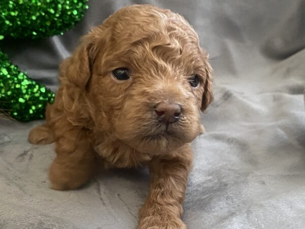 TEACUP GOLDENDOODLE PUPPIES, Precious Doodle Dogs, Teacup Doodle Dogs, Goldendoodle, Doodle Dog, Golden Doodles, Goldendoodle for sale, Goldendoodle puppies for sale, Miniature goldendoodle, goldendoodle puppies, mini goldendoodle, mini puppies, mini goldendoodle size, Mini Doodle Dogs, f1 goldendoodle, golden retriever poodle, chocolate goldendoodle, small doodles, goldendoodle temperament, goldendoodle colors, goldendoodle price, white goldendoodle, f2 goldendoodle, mini goldendoodle price, mini goldendoodle full grown, f1 mini goldendoodle, f1b goldendoodle, parti goldendoodle, goldendoodles near me, english goldendoodle, australian goldendoodle, red goldendoodle, doodle breeds, brown goldendoodle, goldendoodle cost, adult mini goldendoodle, golden noodle dog, doodle dog breeds, miniature golden doodle, miniature puppies, golden retriever poodle mix, A Star is Born, A star is born goldendoodle, a star is born dog, Bradley Cooper's Dog, Bradley Cooper Dog, Bradley Cooper's Goldendoodle, arizona goldendoodles, goldendoodle training, goldendoodle size, how big do mini goldendoodles get, goldendoodle full grown, baby goldendoodle, goldendoodle houston, golden doodles for sale, adult goldendoodle, apricot goldendoodle, goldendoodle grooming, mini golden doodles, goldendoodle shedding, f2b goldendoodle, goldendoodle hypoallergenic, goldendoodle names, english cream goldendoodle, golden retriever and poodle mix, mini goldendoodle puppies, micro goldendoodle, mini goldendoodle puppies for sale, miniature goldendoodle for sale, goldendoodle puppies for adoption, teddy bear goldendoodle, mini goldendoodle rescue, medium goldendoodle, black goldendoodle, mini goldendoodle for sale near me, goldendoodle puppies for sale near me, mini doodle, doodle puppies, mini goldendoodle for sale, goldendoodle breeders near me, miniature goldendoodle for sale near me, toy goldendoodle, petite goldendoodle, golden doodle dog, miniature goldendoodle puppies, mini goldendoodle puppies for sale near me, goldendoodles for sale near me, mini goldedoodle breeders, goldendoodle adoption, f1b mini goldendoodle, small goldendoodle, teacup goldendoodle, goldendoodle puppies near me, goldendoodle breeders, how to groom a goldendoodle, great doodle puppies, golden doodle mix, goldendoodle tampa, goldendoodle facts, white doodle dog, white goldendoodle puppy, mini goldendoodle maryland, country mini doodles, goldendoodle los angeles, toy labradoodle puppies for sale, types of goldendoodles, mini golden retriever puppies, golden goldendoodle, mini golden retriever puppies for sale, miniature australian goldendoodle, goldendoodle sacramento, goldendoodle omaha, labradoodle goldendoodle, f1 medium goldendoodle, BEST goldendoodles, pictures of mini goldendoodles, teacup goldendoodle full grown, micro mini goldendoodle full grown, toy goldendoodle price, goldendoodle chicago, retriever doodle, teacup goldendoodle puppies for sale, cute goldendoodle, mini teddy bear puppies, miniature goldendoodle full grown, f2 mini goldendoodle, goldendoodle spokane, mini goldendoodle chicago, micro mini goldendoodle, how nbig do miniature goldendoodles get, brown mini goldendoodle, mini doodle breeds, poodle doodle dog, what is a mini goldendoodle, black mini goldendoodle, mini irish doodle puppies for sale, f1b goldendoodle size, toy golden doodles, chocolate brown goldendoodle puppies for sale, petite goldendoodle full grown, goldendoodle behavior, american goldendoodle, f1b medium goldendoodle, goldendoodle puppy cost, cute goldendoodle puppies, goldendoodle indianapolis, teddy goldendoodle, mini goldendoodle weight, teddy bear golden doodles, f1b goldendoodle puppies for sale, miniature goldendoodle size, chocolate goldendoodle puppy, english cream mini goldendoodle, doodle puppies near me, red miniature goldendoodle, cream goldendoodle, goldendoodle puppy cut, mini goldendoodle hypoallergenic, dog breed goldendoodle, goldendoodle poodle mixes, goldendoodle allergies, goldendoodle info, sandy ridge goldendoodles, lakeshore goldendoodles, toy goldendoodle puppies for sale, labradoodle and goldendoodle, goldendoodle las vegas, goldendoodle phoenix, doodle breeders near me, miniature goldendoodle weight, black and white goldendoodle, sarasota goldendoodles, mini goldendoodle dallas, a goldendoodle, what is a goldendoodle, goldendoodle dallas, mini golden doodles for sale, ginger doodle puppy, how much does a mini goldendoodle cost, goldendoodle san antonio, goldendoodle photos, goldendoodle cuts, chocolate mini goldendoodle, all about goldendoodles, goldendoodle cincinnati, black doodle dog, goldendoodle weight, miniature goldendoodle breeders, goldendoodle information, miniature goldendoodle puppies for sale, doodle puppies for sale near me, black labradoodle puppies for sale, goldendoodle seattle, golden doodles near me, teacup goldendoodle for sale, golden retriever poodle puppy, goldendoodle rochester ny, goldendoodle and poodle mix, akc goldendoodle, goldendoodle kansas city, mini goldendoodle facts, goldendoodle austin, goldendoodle doodle, goldendoodle tulsa, curly goldendoodle, brown goldendoodle puppies, f1b labradoodle puppies for sale, red mini goldendoodle, goldendoodle poodle, chocolate goldendoodle for sale, tiny goldendoodle, goldendoodle puppies breeders, english goldendoodle puppies for sale, mini golden labradoodle, f1b mini teddy bear goldendoodles, red goldendoodle puppies for sale, miniature golden retriever breeders, f1 goldendoodles for sale, teacup goldendoodle puppies, toy mini goldendoodle, xs petite goldendoodle, f2 goldendoodle puppies for sale, mini goldendoodle cost, black goldendoodle for sale, english teddy bear goldendoodle, small doodle dogs, goldendoodle nashville, english goldendoodle puppies, golden retriever poodle mix for sale, red goldendoodle puppy, parti goldendoodles for sale, english cream goldendoodles for sale, doodle puppies for sale, golden retriever poodle mix puppies, goldendoodle tucson, f1b mini goldendoodle puppies for sale, mini goldendoodle breeders northeast, teddy bear goldendoodle, toy goldendoodle rescue, petite mini goldendoodle, goldendoodle stuff, mini goldendoodles near me, teddy bear goldendoodle puppies, f1 goldendoodle puppies, teddy bear goldendoodles for sale, silver goldendoodle, buy goldendoodle, mini golden doodle dog, teddy bear goldendoodles mini, micro mini goldendoodle puppies for sale, goldendoodle dogs for sale, best goldendoodle breeders, chocolate goldendoodle puppies for sale, doodle dogs for sale, toy goldendoodle puppies, mini doodle dog, toy goldendoodle breeders, doodles for sale, goldendoodle hypoallergenic dog, mini goldendoodle breeders near me, english goldendoodle breeders, f1b mini goldendoodle for sale, teacup goldendoodle price, petite goldendoodle for sale, mini english goldendoodle, mini goldendoodle info, miniature goldendoodle puppies for sale near me, black goldendoodle puppies for sale, f1 goldendoodle puppies for sale, Teacup Goldendoodles AL, Teacup Goldendoodles AK, Teacup Goldendoodles AZ, Teacup Goldendoodles AR, Teacup Goldendoodles CA, Teacup Goldendoodles CO, Teacup Goldendoodles CT, Teacup Goldendoodles DE, Teacup Goldendoodles FL, Teacup Goldendoodles GA, Teacup Goldendoodles HI, Teacup Goldendoodles ID, Teacup Goldendoodles IL, Teacup Goldendoodles IN, Teacup Goldendoodles IA, Teacup Goldendoodles KS, Teacup Goldendoodles KY, Teacup Goldendoodles LA, Teacup Goldendoodles ME, Teacup Goldendoodles MD, Teacup Goldendoodles MA, Teacup Goldendoodles MI, Teacup Goldendoodles MN, Teacup Goldendoodles MS, Teacup Goldendoodles MO, Teacup Goldendoodles MT, Teacup Goldendoodles NE, Teacup Goldendoodles NV, Teacup Goldendoodles NH, Teacup Goldendoodles NJ, Teacup Goldendoodles NM, Teacup Goldendoodles NY, Teacup Goldendoodles NC, Teacup Goldendoodles ND, Teacup Goldendoodles OH, Teacup Goldendoodles OK, Teacup Goldendoodles OR, Teacup Goldendoodles PA, Teacup Goldendoodles RI, Teacup Goldendoodles SC, Teacup Goldendoodles SD, Teacup Goldendoodles TN, Teacup Goldendoodles TX, Teacup Goldendoodles UT, Teacup Goldendoodles VT, Teacup Goldendoodles VA, Teacup Goldendoodles WA, Teacup Goldendoodles WV, Teacup Goldendoodles WI, Teacup Goldendoodles WY,