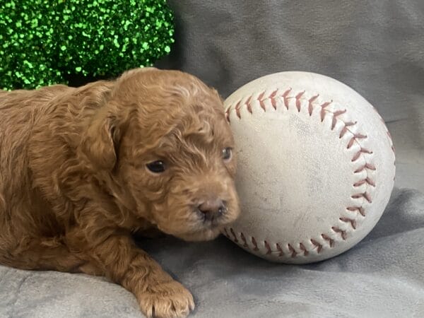 TEACUP GOLDENDOODLE PUPPIES, Precious Doodle Dogs, Teacup Doodle Dogs, Goldendoodle, Doodle Dog, Golden Doodles, Goldendoodle for sale, Goldendoodle puppies for sale, Miniature goldendoodle, goldendoodle puppies, mini goldendoodle, mini puppies, mini goldendoodle size, Mini Doodle Dogs, f1 goldendoodle, golden retriever poodle, chocolate goldendoodle, small doodles, goldendoodle temperament, goldendoodle colors, goldendoodle price, white goldendoodle, f2 goldendoodle, mini goldendoodle price, mini goldendoodle full grown, f1 mini goldendoodle, f1b goldendoodle, parti goldendoodle, goldendoodles near me, english goldendoodle, australian goldendoodle, red goldendoodle, doodle breeds, brown goldendoodle, goldendoodle cost, adult mini goldendoodle, golden noodle dog, doodle dog breeds, miniature golden doodle, miniature puppies, golden retriever poodle mix, A Star is Born, A star is born goldendoodle, a star is born dog, Bradley Cooper's Dog, Bradley Cooper Dog, Bradley Cooper's Goldendoodle, arizona goldendoodles, goldendoodle training, goldendoodle size, how big do mini goldendoodles get, goldendoodle full grown, baby goldendoodle, goldendoodle houston, golden doodles for sale, adult goldendoodle, apricot goldendoodle, goldendoodle grooming, mini golden doodles, goldendoodle shedding, f2b goldendoodle, goldendoodle hypoallergenic, goldendoodle names, english cream goldendoodle, golden retriever and poodle mix, mini goldendoodle puppies, micro goldendoodle, mini goldendoodle puppies for sale, miniature goldendoodle for sale, goldendoodle puppies for adoption, teddy bear goldendoodle, mini goldendoodle rescue, medium goldendoodle, black goldendoodle, mini goldendoodle for sale near me, goldendoodle puppies for sale near me, mini doodle, doodle puppies, mini goldendoodle for sale, goldendoodle breeders near me, miniature goldendoodle for sale near me, toy goldendoodle, petite goldendoodle, golden doodle dog, miniature goldendoodle puppies, mini goldendoodle puppies for sale near me, goldendoodles for sale near me, mini goldedoodle breeders, goldendoodle adoption, f1b mini goldendoodle, small goldendoodle, teacup goldendoodle, goldendoodle puppies near me, goldendoodle breeders, how to groom a goldendoodle, great doodle puppies, golden doodle mix, goldendoodle tampa, goldendoodle facts, white doodle dog, white goldendoodle puppy, mini goldendoodle maryland, country mini doodles, goldendoodle los angeles, toy labradoodle puppies for sale, types of goldendoodles, mini golden retriever puppies, golden goldendoodle, mini golden retriever puppies for sale, miniature australian goldendoodle, goldendoodle sacramento, goldendoodle omaha, labradoodle goldendoodle, f1 medium goldendoodle, BEST goldendoodles, pictures of mini goldendoodles, teacup goldendoodle full grown, micro mini goldendoodle full grown, toy goldendoodle price, goldendoodle chicago, retriever doodle, teacup goldendoodle puppies for sale, cute goldendoodle, mini teddy bear puppies, miniature goldendoodle full grown, f2 mini goldendoodle, goldendoodle spokane, mini goldendoodle chicago, micro mini goldendoodle, how nbig do miniature goldendoodles get, brown mini goldendoodle, mini doodle breeds, poodle doodle dog, what is a mini goldendoodle, black mini goldendoodle, mini irish doodle puppies for sale, f1b goldendoodle size, toy golden doodles, chocolate brown goldendoodle puppies for sale, petite goldendoodle full grown, goldendoodle behavior, american goldendoodle, f1b medium goldendoodle, goldendoodle puppy cost, cute goldendoodle puppies, goldendoodle indianapolis, teddy goldendoodle, mini goldendoodle weight, teddy bear golden doodles, f1b goldendoodle puppies for sale, miniature goldendoodle size, chocolate goldendoodle puppy, english cream mini goldendoodle, doodle puppies near me, red miniature goldendoodle, cream goldendoodle, goldendoodle puppy cut, mini goldendoodle hypoallergenic, dog breed goldendoodle, goldendoodle poodle mixes, goldendoodle allergies, goldendoodle info, sandy ridge goldendoodles, lakeshore goldendoodles, toy goldendoodle puppies for sale, labradoodle and goldendoodle, goldendoodle las vegas, goldendoodle phoenix, doodle breeders near me, miniature goldendoodle weight, black and white goldendoodle, sarasota goldendoodles, mini goldendoodle dallas, a goldendoodle, what is a goldendoodle, goldendoodle dallas, mini golden doodles for sale, ginger doodle puppy, how much does a mini goldendoodle cost, goldendoodle san antonio, goldendoodle photos, goldendoodle cuts, chocolate mini goldendoodle, all about goldendoodles, goldendoodle cincinnati, black doodle dog, goldendoodle weight, miniature goldendoodle breeders, goldendoodle information, miniature goldendoodle puppies for sale, doodle puppies for sale near me, black labradoodle puppies for sale, goldendoodle seattle, golden doodles near me, teacup goldendoodle for sale, golden retriever poodle puppy, goldendoodle rochester ny, goldendoodle and poodle mix, akc goldendoodle, goldendoodle kansas city, mini goldendoodle facts, goldendoodle austin, goldendoodle doodle, goldendoodle tulsa, curly goldendoodle, brown goldendoodle puppies, f1b labradoodle puppies for sale, red mini goldendoodle, goldendoodle poodle, chocolate goldendoodle for sale, tiny goldendoodle, goldendoodle puppies breeders, english goldendoodle puppies for sale, mini golden labradoodle, f1b mini teddy bear goldendoodles, red goldendoodle puppies for sale, miniature golden retriever breeders, f1 goldendoodles for sale, teacup goldendoodle puppies, toy mini goldendoodle, xs petite goldendoodle, f2 goldendoodle puppies for sale, mini goldendoodle cost, black goldendoodle for sale, english teddy bear goldendoodle, small doodle dogs, goldendoodle nashville, english goldendoodle puppies, golden retriever poodle mix for sale, red goldendoodle puppy, parti goldendoodles for sale, english cream goldendoodles for sale, doodle puppies for sale, golden retriever poodle mix puppies, goldendoodle tucson, f1b mini goldendoodle puppies for sale, mini goldendoodle breeders northeast, teddy bear goldendoodle, toy goldendoodle rescue, petite mini goldendoodle, goldendoodle stuff, mini goldendoodles near me, teddy bear goldendoodle puppies, f1 goldendoodle puppies, teddy bear goldendoodles for sale, silver goldendoodle, buy goldendoodle, mini golden doodle dog, teddy bear goldendoodles mini, micro mini goldendoodle puppies for sale, goldendoodle dogs for sale, best goldendoodle breeders, chocolate goldendoodle puppies for sale, doodle dogs for sale, toy goldendoodle puppies, mini doodle dog, toy goldendoodle breeders, doodles for sale, goldendoodle hypoallergenic dog, mini goldendoodle breeders near me, english goldendoodle breeders, f1b mini goldendoodle for sale, teacup goldendoodle price, petite goldendoodle for sale, mini english goldendoodle, mini goldendoodle info, miniature goldendoodle puppies for sale near me, black goldendoodle puppies for sale, f1 goldendoodle puppies for sale, Teacup Goldendoodles AL, Teacup Goldendoodles AK, Teacup Goldendoodles AZ, Teacup Goldendoodles AR, Teacup Goldendoodles CA, Teacup Goldendoodles CO, Teacup Goldendoodles CT, Teacup Goldendoodles DE, Teacup Goldendoodles FL, Teacup Goldendoodles GA, Teacup Goldendoodles HI, Teacup Goldendoodles ID, Teacup Goldendoodles IL, Teacup Goldendoodles IN, Teacup Goldendoodles IA, Teacup Goldendoodles KS, Teacup Goldendoodles KY, Teacup Goldendoodles LA, Teacup Goldendoodles ME, Teacup Goldendoodles MD, Teacup Goldendoodles MA, Teacup Goldendoodles MI, Teacup Goldendoodles MN, Teacup Goldendoodles MS, Teacup Goldendoodles MO, Teacup Goldendoodles MT, Teacup Goldendoodles NE, Teacup Goldendoodles NV, Teacup Goldendoodles NH, Teacup Goldendoodles NJ, Teacup Goldendoodles NM, Teacup Goldendoodles NY, Teacup Goldendoodles NC, Teacup Goldendoodles ND, Teacup Goldendoodles OH, Teacup Goldendoodles OK, Teacup Goldendoodles OR, Teacup Goldendoodles PA, Teacup Goldendoodles RI, Teacup Goldendoodles SC, Teacup Goldendoodles SD, Teacup Goldendoodles TN, Teacup Goldendoodles TX, Teacup Goldendoodles UT, Teacup Goldendoodles VT, Teacup Goldendoodles VA, Teacup Goldendoodles WA, Teacup Goldendoodles WV, Teacup Goldendoodles WI, Teacup Goldendoodles WY,