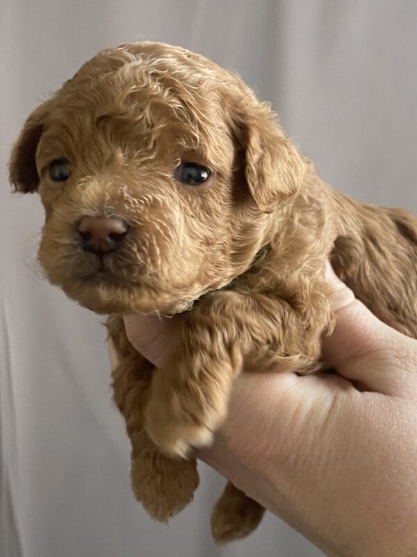 TEACUP GOLDENDOODLE PUPPIES, Precious Doodle Dogs, Teacup Doodle Dogs, Goldendoodle, Doodle Dog, Golden Doodles, Goldendoodle for sale, Goldendoodle puppies for sale, Miniature goldendoodle, goldendoodle puppies, mini goldendoodle, mini puppies, mini goldendoodle size, Mini Doodle Dogs, f1 goldendoodle, golden retriever poodle, chocolate goldendoodle, small doodles, goldendoodle temperament, goldendoodle colors, goldendoodle price, white goldendoodle, f2 goldendoodle, mini goldendoodle price, mini goldendoodle full grown, f1 mini goldendoodle, f1b goldendoodle, parti goldendoodle, goldendoodles near me, english goldendoodle, australian goldendoodle, red goldendoodle, doodle breeds, brown goldendoodle, goldendoodle cost, adult mini goldendoodle, golden noodle dog, doodle dog breeds, miniature golden doodle, miniature puppies, golden retriever poodle mix, A Star is Born, A star is born goldendoodle, a star is born dog, Bradley Cooper's Dog, Bradley Cooper Dog, Bradley Cooper's Goldendoodle, arizona goldendoodles, goldendoodle training, goldendoodle size, how big do mini goldendoodles get, goldendoodle full grown, baby goldendoodle, goldendoodle houston, golden doodles for sale, adult goldendoodle, apricot goldendoodle, goldendoodle grooming, mini golden doodles, goldendoodle shedding, f2b goldendoodle, goldendoodle hypoallergenic, goldendoodle names, english cream goldendoodle, golden retriever and poodle mix, mini goldendoodle puppies, micro goldendoodle, mini goldendoodle puppies for sale, miniature goldendoodle for sale, goldendoodle puppies for adoption, teddy bear goldendoodle, mini goldendoodle rescue, medium goldendoodle, black goldendoodle, mini goldendoodle for sale near me, goldendoodle puppies for sale near me, mini doodle, doodle puppies, mini goldendoodle for sale, goldendoodle breeders near me, miniature goldendoodle for sale near me, toy goldendoodle, petite goldendoodle, golden doodle dog, miniature goldendoodle puppies, mini goldendoodle puppies for sale near me, goldendoodles for sale near me, mini goldedoodle breeders, goldendoodle adoption, f1b mini goldendoodle, small goldendoodle, teacup goldendoodle, goldendoodle puppies near me, goldendoodle breeders, how to groom a goldendoodle, great doodle puppies, golden doodle mix, goldendoodle tampa, goldendoodle facts, white doodle dog, white goldendoodle puppy, mini goldendoodle maryland, country mini doodles, goldendoodle los angeles, toy labradoodle puppies for sale, types of goldendoodles, mini golden retriever puppies, golden goldendoodle, mini golden retriever puppies for sale, miniature australian goldendoodle, goldendoodle sacramento, goldendoodle omaha, labradoodle goldendoodle, f1 medium goldendoodle, BEST goldendoodles, pictures of mini goldendoodles, teacup goldendoodle full grown, micro mini goldendoodle full grown, toy goldendoodle price, goldendoodle chicago, retriever doodle, teacup goldendoodle puppies for sale, cute goldendoodle, mini teddy bear puppies, miniature goldendoodle full grown, f2 mini goldendoodle, goldendoodle spokane, mini goldendoodle chicago, micro mini goldendoodle, how nbig do miniature goldendoodles get, brown mini goldendoodle, mini doodle breeds, poodle doodle dog, what is a mini goldendoodle, black mini goldendoodle, mini irish doodle puppies for sale, f1b goldendoodle size, toy golden doodles, chocolate brown goldendoodle puppies for sale, petite goldendoodle full grown, goldendoodle behavior, american goldendoodle, f1b medium goldendoodle, goldendoodle puppy cost, cute goldendoodle puppies, goldendoodle indianapolis, teddy goldendoodle, mini goldendoodle weight, teddy bear golden doodles, f1b goldendoodle puppies for sale, miniature goldendoodle size, chocolate goldendoodle puppy, english cream mini goldendoodle, doodle puppies near me, red miniature goldendoodle, cream goldendoodle, goldendoodle puppy cut, mini goldendoodle hypoallergenic, dog breed goldendoodle, goldendoodle poodle mixes, goldendoodle allergies, goldendoodle info, sandy ridge goldendoodles, lakeshore goldendoodles, toy goldendoodle puppies for sale, labradoodle and goldendoodle, goldendoodle las vegas, goldendoodle phoenix, doodle breeders near me, miniature goldendoodle weight, black and white goldendoodle, sarasota goldendoodles, mini goldendoodle dallas, a goldendoodle, what is a goldendoodle, goldendoodle dallas, mini golden doodles for sale, ginger doodle puppy, how much does a mini goldendoodle cost, goldendoodle san antonio, goldendoodle photos, goldendoodle cuts, chocolate mini goldendoodle, all about goldendoodles, goldendoodle cincinnati, black doodle dog, goldendoodle weight, miniature goldendoodle breeders, goldendoodle information, miniature goldendoodle puppies for sale, doodle puppies for sale near me, black labradoodle puppies for sale, goldendoodle seattle, golden doodles near me, teacup goldendoodle for sale, golden retriever poodle puppy, goldendoodle rochester ny, goldendoodle and poodle mix, akc goldendoodle, goldendoodle kansas city, mini goldendoodle facts, goldendoodle austin, goldendoodle doodle, goldendoodle tulsa, curly goldendoodle, brown goldendoodle puppies, f1b labradoodle puppies for sale, red mini goldendoodle, goldendoodle poodle, chocolate goldendoodle for sale, tiny goldendoodle, goldendoodle puppies breeders, english goldendoodle puppies for sale, mini golden labradoodle, f1b mini teddy bear goldendoodles, red goldendoodle puppies for sale, miniature golden retriever breeders, f1 goldendoodles for sale, teacup goldendoodle puppies, toy mini goldendoodle, xs petite goldendoodle, f2 goldendoodle puppies for sale, mini goldendoodle cost, black goldendoodle for sale, english teddy bear goldendoodle, small doodle dogs, goldendoodle nashville, english goldendoodle puppies, golden retriever poodle mix for sale, red goldendoodle puppy, parti goldendoodles for sale, english cream goldendoodles for sale, doodle puppies for sale, golden retriever poodle mix puppies, goldendoodle tucson, f1b mini goldendoodle puppies for sale, mini goldendoodle breeders northeast, teddy bear goldendoodle, toy goldendoodle rescue, petite mini goldendoodle, goldendoodle stuff, mini goldendoodles near me, teddy bear goldendoodle puppies, f1 goldendoodle puppies, teddy bear goldendoodles for sale, silver goldendoodle, buy goldendoodle, mini golden doodle dog, teddy bear goldendoodles mini, micro mini goldendoodle puppies for sale, goldendoodle dogs for sale, best goldendoodle breeders, chocolate goldendoodle puppies for sale, doodle dogs for sale, toy goldendoodle puppies, mini doodle dog, toy goldendoodle breeders, doodles for sale, goldendoodle hypoallergenic dog, mini goldendoodle breeders near me, english goldendoodle breeders, f1b mini goldendoodle for sale, teacup goldendoodle price, petite goldendoodle for sale, mini english goldendoodle, mini goldendoodle info, miniature goldendoodle puppies for sale near me, black goldendoodle puppies for sale, f1 goldendoodle puppies for sale, Teacup Goldendoodles AL, Teacup Goldendoodles AK, Teacup Goldendoodles AZ, Teacup Goldendoodles AR, Teacup Goldendoodles CA, Teacup Goldendoodles CO, Teacup Goldendoodles CT, Teacup Goldendoodles DE, Teacup Goldendoodles FL, Teacup Goldendoodles GA, Teacup Goldendoodles HI, Teacup Goldendoodles ID, Teacup Goldendoodles IL, Teacup Goldendoodles IN, Teacup Goldendoodles IA, Teacup Goldendoodles KS, Teacup Goldendoodles KY, Teacup Goldendoodles LA, Teacup Goldendoodles ME, Teacup Goldendoodles MD, Teacup Goldendoodles MA, Teacup Goldendoodles MI, Teacup Goldendoodles MN, Teacup Goldendoodles MS, Teacup Goldendoodles MO, Teacup Goldendoodles MT, Teacup Goldendoodles NE, Teacup Goldendoodles NV, Teacup Goldendoodles NH, Teacup Goldendoodles NJ, Teacup Goldendoodles NM, Teacup Goldendoodles NY, Teacup Goldendoodles NC, Teacup Goldendoodles ND, Teacup Goldendoodles OH, Teacup Goldendoodles OK, Teacup Goldendoodles OR, Teacup Goldendoodles PA, Teacup Goldendoodles RI, Teacup Goldendoodles SC, Teacup Goldendoodles SD, Teacup Goldendoodles TN, Teacup Goldendoodles TX, Teacup Goldendoodles UT, Teacup Goldendoodles VT, Teacup Goldendoodles VA, Teacup Goldendoodles WA, Teacup Goldendoodles WV, Teacup Goldendoodles WI, Teacup Goldendoodles WY,