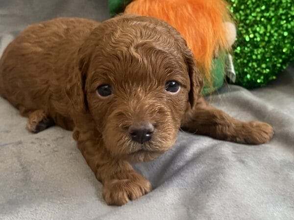 TEACUP GOLDENDOODLE PUPPIES, Precious Doodle Dogs, Teacup Doodle Dogs, Goldendoodle, Doodle Dog, Golden Doodles, Goldendoodle for sale, Goldendoodle puppies for sale, Miniature goldendoodle, goldendoodle puppies, mini goldendoodle, mini puppies, mini goldendoodle size, Mini Doodle Dogs, f1 goldendoodle, golden retriever poodle, chocolate goldendoodle, small doodles, goldendoodle temperament, goldendoodle colors, goldendoodle price, white goldendoodle, f2 goldendoodle, mini goldendoodle price, mini goldendoodle full grown, f1 mini goldendoodle, f1b goldendoodle, parti goldendoodle, goldendoodles near me, english goldendoodle, australian goldendoodle, red goldendoodle, doodle breeds, brown goldendoodle, goldendoodle cost, adult mini goldendoodle, golden noodle dog, doodle dog breeds, miniature golden doodle, miniature puppies, golden retriever poodle mix, A Star is Born, A star is born goldendoodle, a star is born dog, Bradley Cooper's Dog, Bradley Cooper Dog, Bradley Cooper's Goldendoodle, arizona goldendoodles, goldendoodle training, goldendoodle size, how big do mini goldendoodles get, goldendoodle full grown, baby goldendoodle, goldendoodle houston, golden doodles for sale, adult goldendoodle, apricot goldendoodle, goldendoodle grooming, mini golden doodles, goldendoodle shedding, f2b goldendoodle, goldendoodle hypoallergenic, goldendoodle names, english cream goldendoodle, golden retriever and poodle mix, mini goldendoodle puppies, micro goldendoodle, mini goldendoodle puppies for sale, miniature goldendoodle for sale, goldendoodle puppies for adoption, teddy bear goldendoodle, mini goldendoodle rescue, medium goldendoodle, black goldendoodle, mini goldendoodle for sale near me, goldendoodle puppies for sale near me, mini doodle, doodle puppies, mini goldendoodle for sale, goldendoodle breeders near me, miniature goldendoodle for sale near me, toy goldendoodle, petite goldendoodle, golden doodle dog, miniature goldendoodle puppies, mini goldendoodle puppies for sale near me, goldendoodles for sale near me, mini goldedoodle breeders, goldendoodle adoption, f1b mini goldendoodle, small goldendoodle, teacup goldendoodle, goldendoodle puppies near me, goldendoodle breeders, how to groom a goldendoodle, great doodle puppies, golden doodle mix, goldendoodle tampa, goldendoodle facts, white doodle dog, white goldendoodle puppy, mini goldendoodle maryland, country mini doodles, goldendoodle los angeles, toy labradoodle puppies for sale, types of goldendoodles, mini golden retriever puppies, golden goldendoodle, mini golden retriever puppies for sale, miniature australian goldendoodle, goldendoodle sacramento, goldendoodle omaha, labradoodle goldendoodle, f1 medium goldendoodle, BEST goldendoodles, pictures of mini goldendoodles, teacup goldendoodle full grown, micro mini goldendoodle full grown, toy goldendoodle price, goldendoodle chicago, retriever doodle, teacup goldendoodle puppies for sale, cute goldendoodle, mini teddy bear puppies, miniature goldendoodle full grown, f2 mini goldendoodle, goldendoodle spokane, mini goldendoodle chicago, micro mini goldendoodle, how nbig do miniature goldendoodles get, brown mini goldendoodle, mini doodle breeds, poodle doodle dog, what is a mini goldendoodle, black mini goldendoodle, mini irish doodle puppies for sale, f1b goldendoodle size, toy golden doodles, chocolate brown goldendoodle puppies for sale, petite goldendoodle full grown, goldendoodle behavior, american goldendoodle, f1b medium goldendoodle, goldendoodle puppy cost, cute goldendoodle puppies, goldendoodle indianapolis, teddy goldendoodle, mini goldendoodle weight, teddy bear golden doodles, f1b goldendoodle puppies for sale, miniature goldendoodle size, chocolate goldendoodle puppy, english cream mini goldendoodle, doodle puppies near me, red miniature goldendoodle, cream goldendoodle, goldendoodle puppy cut, mini goldendoodle hypoallergenic, dog breed goldendoodle, goldendoodle poodle mixes, goldendoodle allergies, goldendoodle info, sandy ridge goldendoodles, lakeshore goldendoodles, toy goldendoodle puppies for sale, labradoodle and goldendoodle, goldendoodle las vegas, goldendoodle phoenix, doodle breeders near me, miniature goldendoodle weight, black and white goldendoodle, sarasota goldendoodles, mini goldendoodle dallas, a goldendoodle, what is a goldendoodle, goldendoodle dallas, mini golden doodles for sale, ginger doodle puppy, how much does a mini goldendoodle cost, goldendoodle san antonio, goldendoodle photos, goldendoodle cuts, chocolate mini goldendoodle, all about goldendoodles, goldendoodle cincinnati, black doodle dog, goldendoodle weight, miniature goldendoodle breeders, goldendoodle information, miniature goldendoodle puppies for sale, doodle puppies for sale near me, black labradoodle puppies for sale, goldendoodle seattle, golden doodles near me, teacup goldendoodle for sale, golden retriever poodle puppy, goldendoodle rochester ny, goldendoodle and poodle mix, akc goldendoodle, goldendoodle kansas city, mini goldendoodle facts, goldendoodle austin, goldendoodle doodle, goldendoodle tulsa, curly goldendoodle, brown goldendoodle puppies, f1b labradoodle puppies for sale, red mini goldendoodle, goldendoodle poodle, chocolate goldendoodle for sale, tiny goldendoodle, goldendoodle puppies breeders, english goldendoodle puppies for sale, mini golden labradoodle, f1b mini teddy bear goldendoodles, red goldendoodle puppies for sale, miniature golden retriever breeders, f1 goldendoodles for sale, teacup goldendoodle puppies, toy mini goldendoodle, xs petite goldendoodle, f2 goldendoodle puppies for sale, mini goldendoodle cost, black goldendoodle for sale, english teddy bear goldendoodle, small doodle dogs, goldendoodle nashville, english goldendoodle puppies, golden retriever poodle mix for sale, red goldendoodle puppy, parti goldendoodles for sale, english cream goldendoodles for sale, doodle puppies for sale, golden retriever poodle mix puppies, goldendoodle tucson, f1b mini goldendoodle puppies for sale, mini goldendoodle breeders northeast, teddy bear goldendoodle, toy goldendoodle rescue, petite mini goldendoodle, goldendoodle stuff, mini goldendoodles near me, teddy bear goldendoodle puppies, f1 goldendoodle puppies, teddy bear goldendoodles for sale, silver goldendoodle, buy goldendoodle, mini golden doodle dog, teddy bear goldendoodles mini, micro mini goldendoodle puppies for sale, goldendoodle dogs for sale, best goldendoodle breeders, chocolate goldendoodle puppies for sale, doodle dogs for sale, toy goldendoodle puppies, mini doodle dog, toy goldendoodle breeders, doodles for sale, goldendoodle hypoallergenic dog, mini goldendoodle breeders near me, english goldendoodle breeders, f1b mini goldendoodle for sale, teacup goldendoodle price, petite goldendoodle for sale, mini english goldendoodle, mini goldendoodle info, miniature goldendoodle puppies for sale near me, black goldendoodle puppies for sale, f1 goldendoodle puppies for sale, Teacup Goldendoodles AL, Teacup Goldendoodles AK, Teacup Goldendoodles AZ, Teacup Goldendoodles AR, Teacup Goldendoodles CA, Teacup Goldendoodles CO, Teacup Goldendoodles CT, Teacup Goldendoodles DE, Teacup Goldendoodles FL, Teacup Goldendoodles GA, Teacup Goldendoodles HI, Teacup Goldendoodles ID, Teacup Goldendoodles IL, Teacup Goldendoodles IN, Teacup Goldendoodles IA, Teacup Goldendoodles KS, Teacup Goldendoodles KY, Teacup Goldendoodles LA, Teacup Goldendoodles ME, Teacup Goldendoodles MD, Teacup Goldendoodles MA, Teacup Goldendoodles MI, Teacup Goldendoodles MN, Teacup Goldendoodles MS, Teacup Goldendoodles MO, Teacup Goldendoodles MT, Teacup Goldendoodles NE, Teacup Goldendoodles NV, Teacup Goldendoodles NH, Teacup Goldendoodles NJ, Teacup Goldendoodles NM, Teacup Goldendoodles NY, Teacup Goldendoodles NC, Teacup Goldendoodles ND, Teacup Goldendoodles OH, Teacup Goldendoodles OK, Teacup Goldendoodles OR, Teacup Goldendoodles PA, Teacup Goldendoodles RI, Teacup Goldendoodles SC, Teacup Goldendoodles SD, Teacup Goldendoodles TN, Teacup Goldendoodles TX, Teacup Goldendoodles UT, Teacup Goldendoodles VT, Teacup Goldendoodles VA, Teacup Goldendoodles WA, Teacup Goldendoodles WV, Teacup Goldendoodles WI, Teacup Goldendoodles WY,