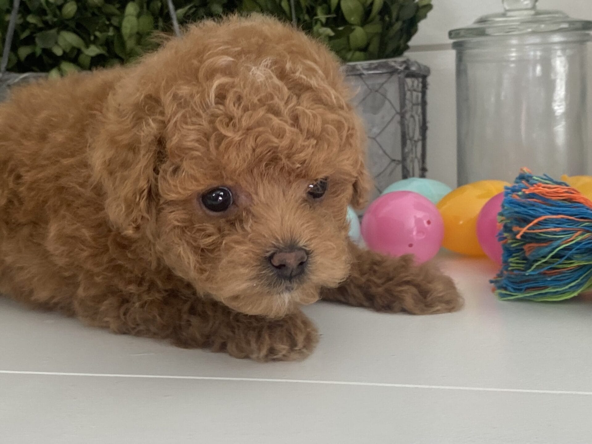 Yoda - Micro Goldendoodle Boy - Image 18
