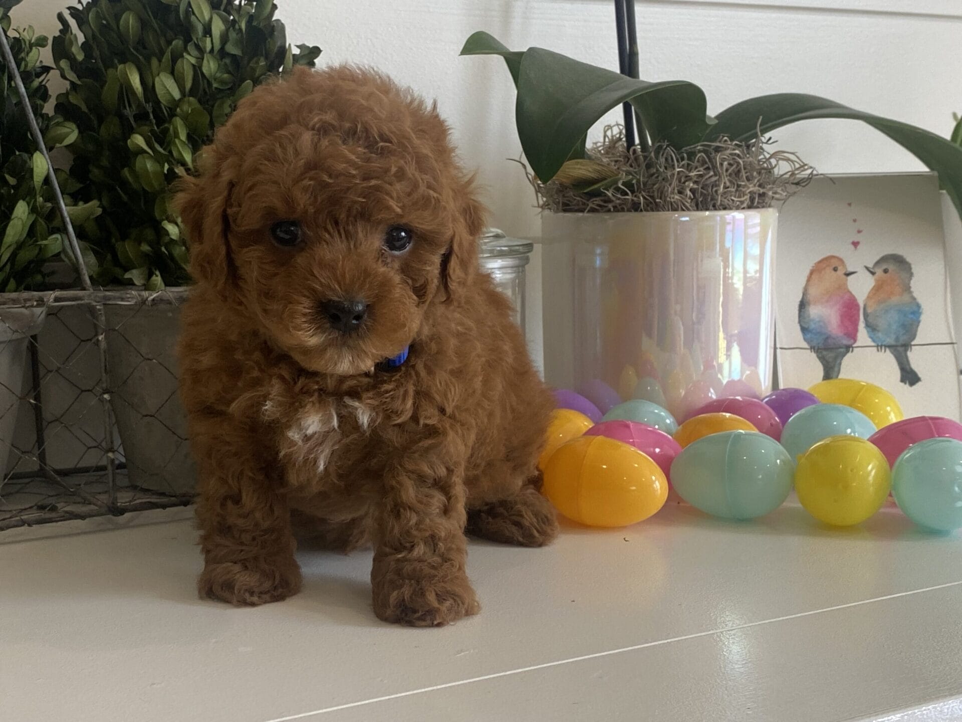 Luke - Teacup Goldendoodle Boy - Image 17