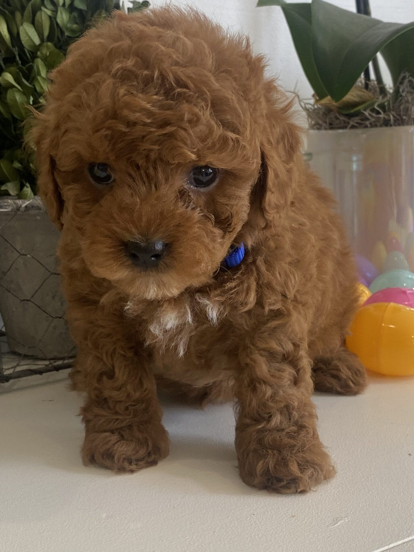 Luke - Teacup Goldendoodle Boy - Image 18