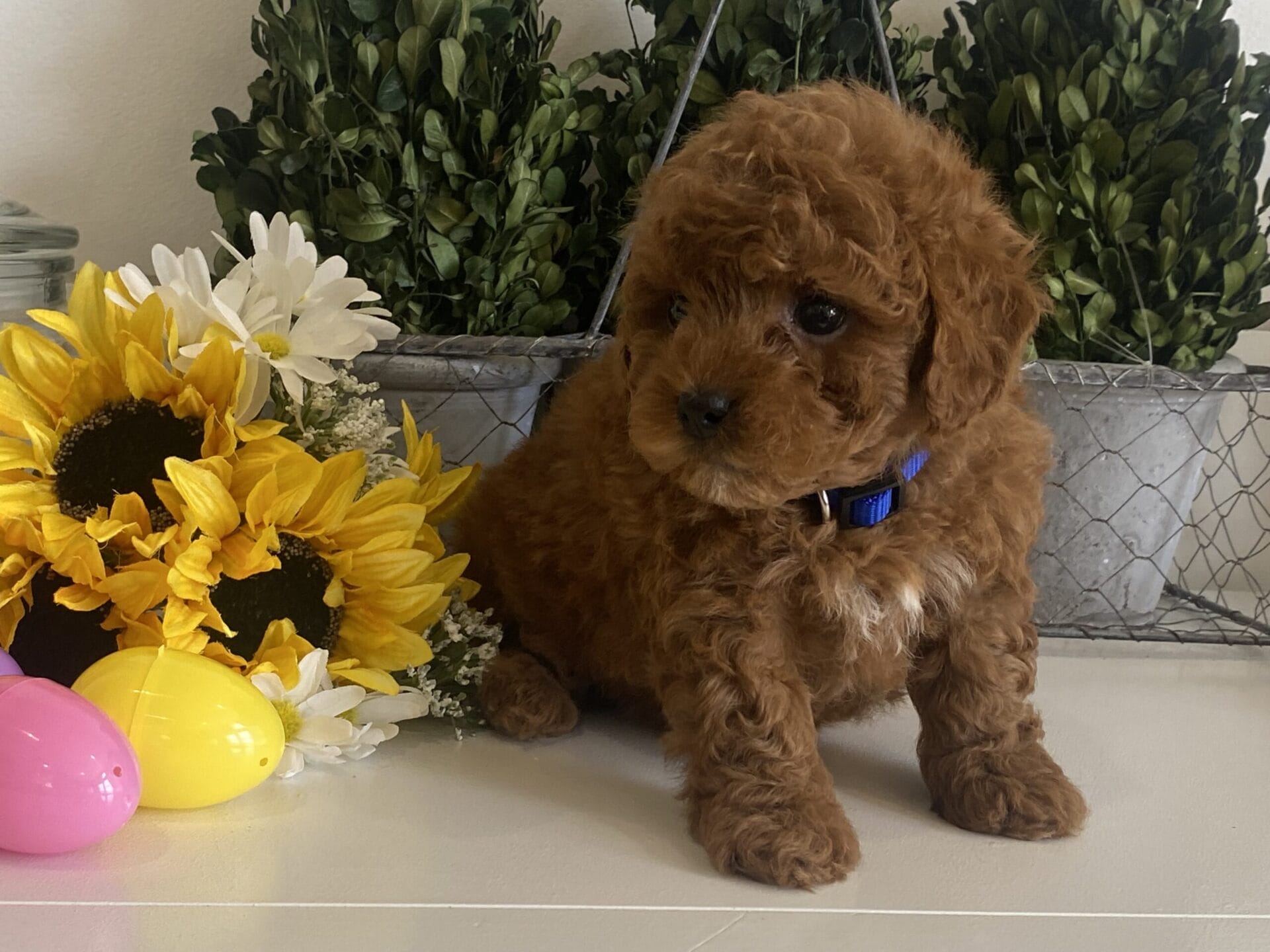 Luke - Teacup Goldendoodle Boy - Image 24