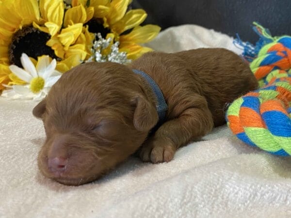 Cobalt - Micro Goldendoodle Boy - Image 4