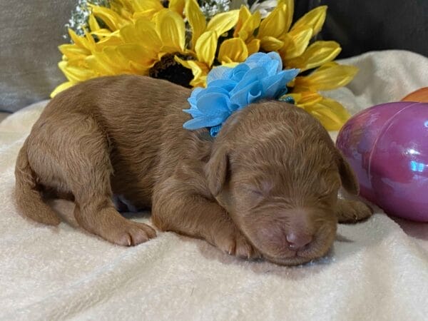 Diamond - Toy Goldendoodle Girl - Image 4