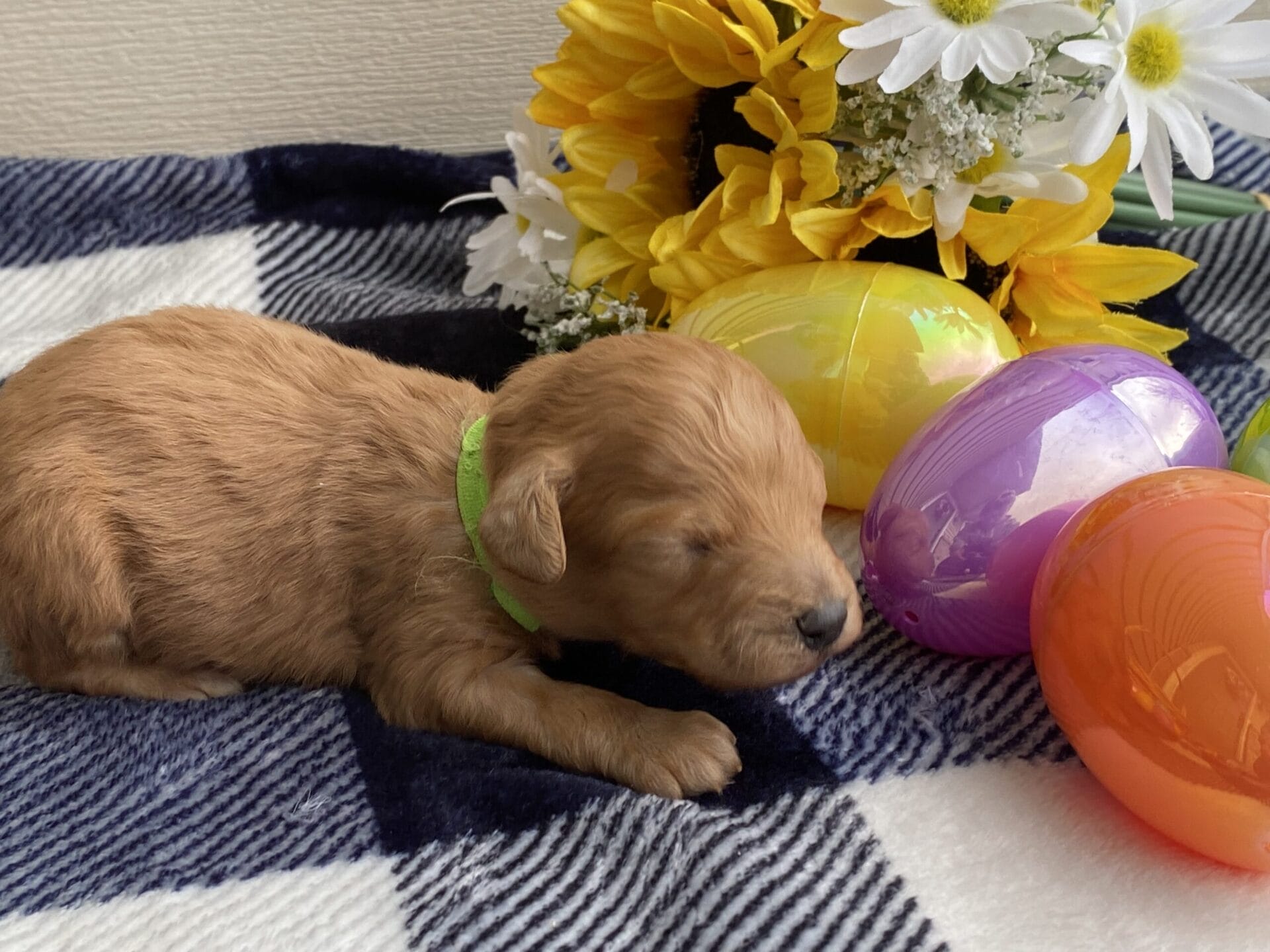 Peri - Teacup Goldendoodle Boy - Image 3