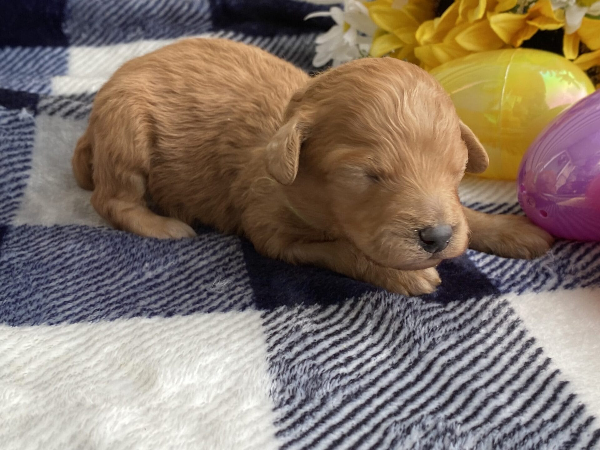 Peri - Teacup Goldendoodle Boy - Image 2