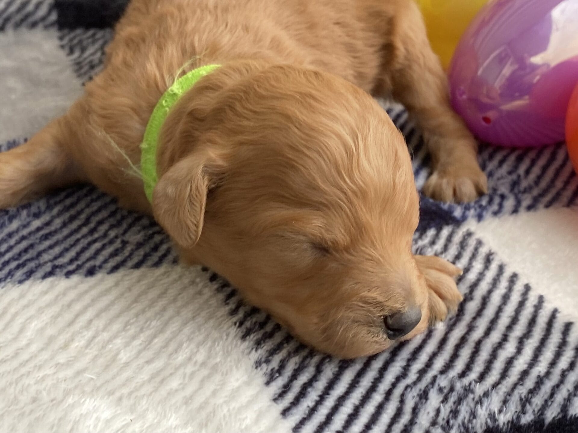 Peri - Teacup Goldendoodle Boy - Image 4