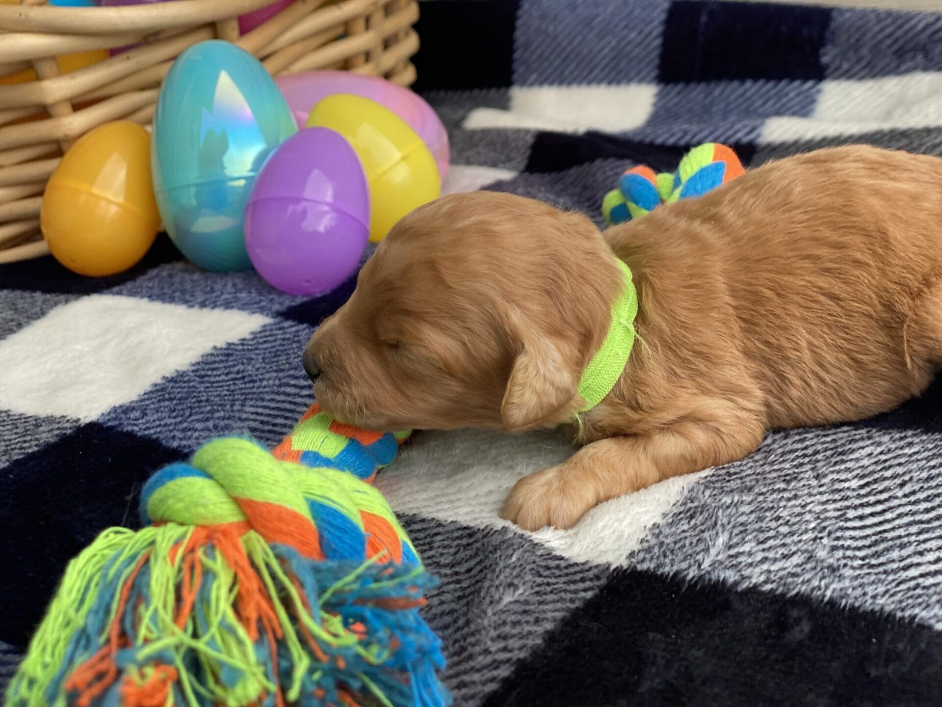 Peri - Teacup Goldendoodle Boy - Image 5