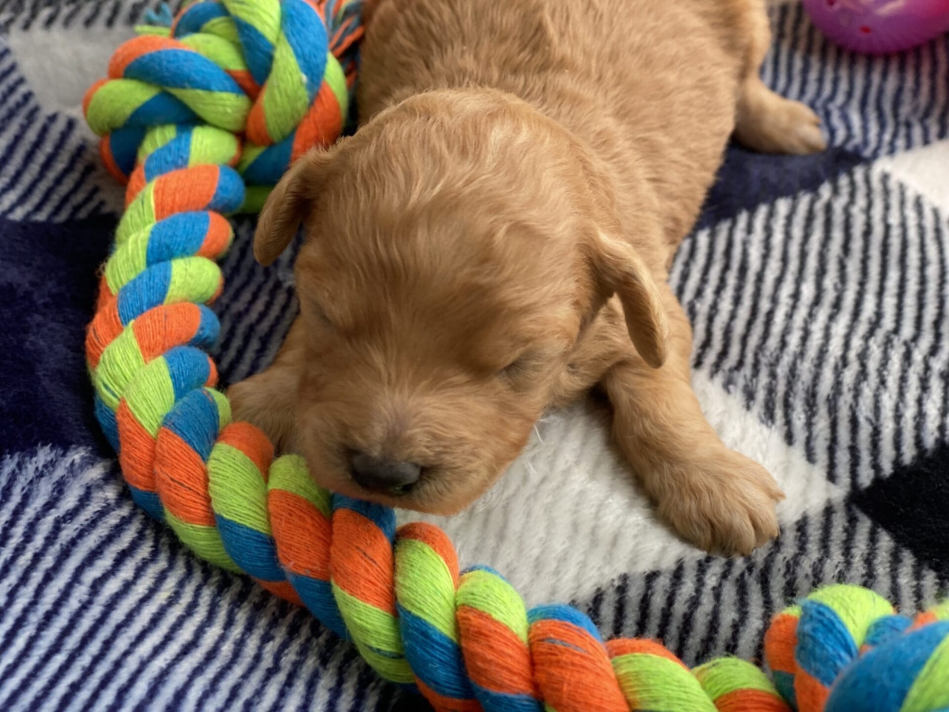 Peri - Teacup Goldendoodle Boy - Image 6