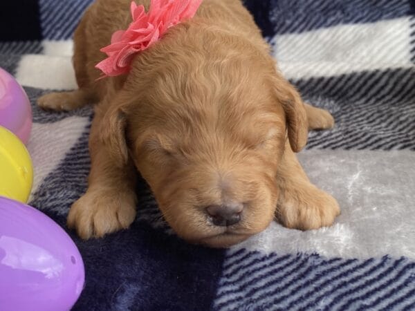 Diamond - Toy Goldendoodle Girl - Image 5