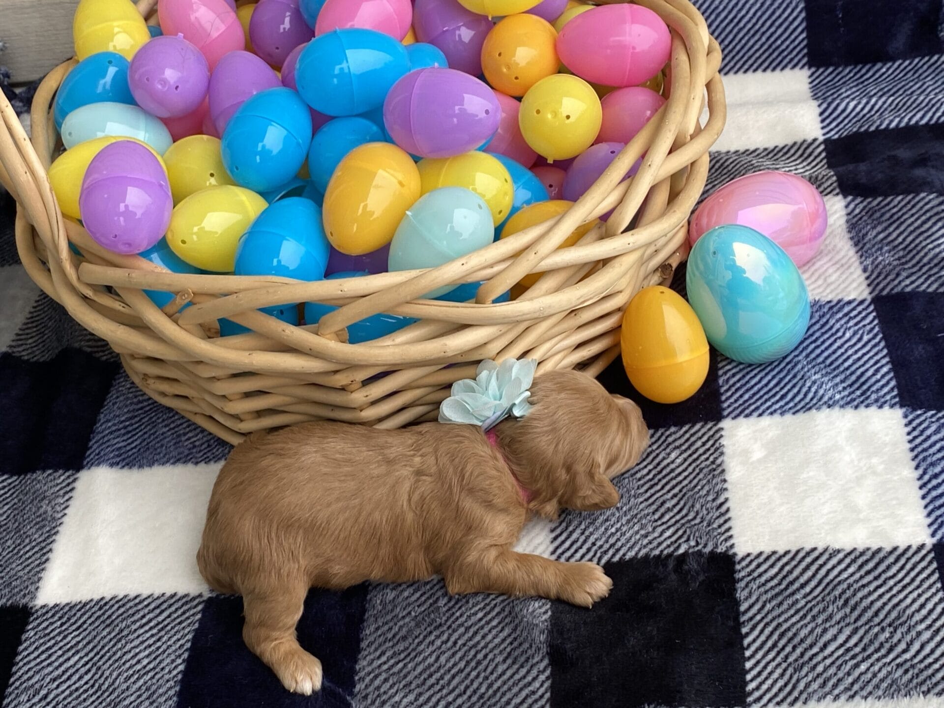 Ruby - Teacup Goldendoodle Girl - Image 8