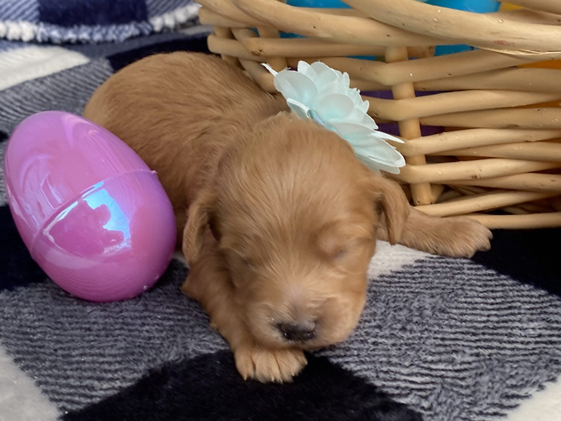 Ruby - Teacup Goldendoodle Girl - Image 5