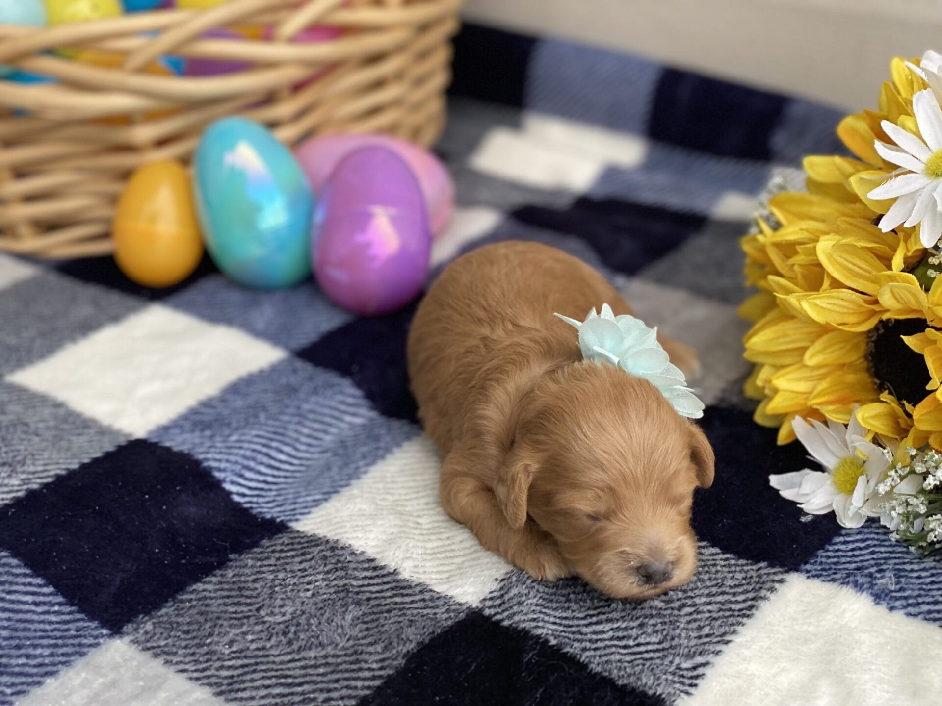 Ruby - Teacup Goldendoodle Girl - Image 6