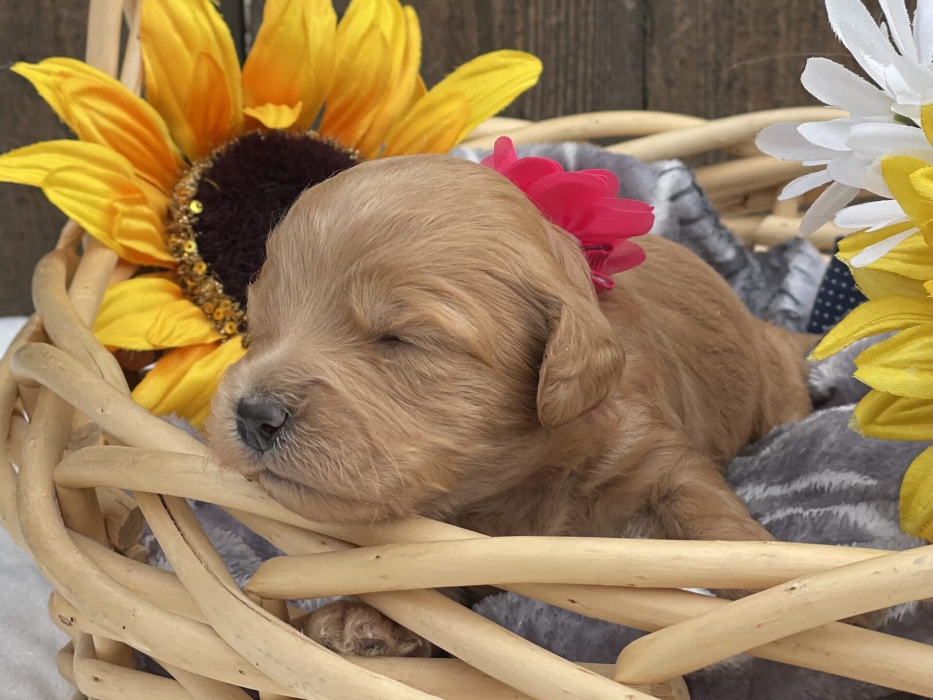 Ruby - Teacup Goldendoodle Girl - Image 11