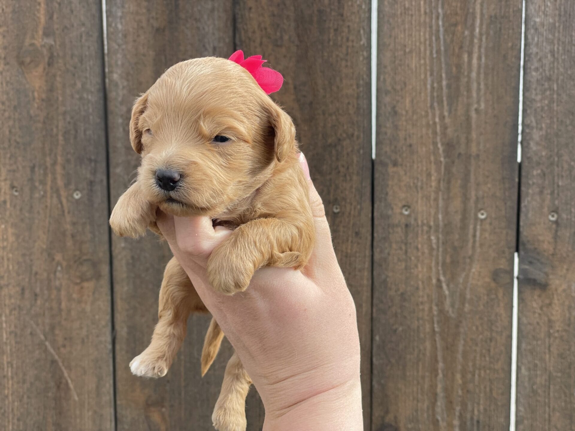 Ruby - Teacup Goldendoodle Girl - Image 10