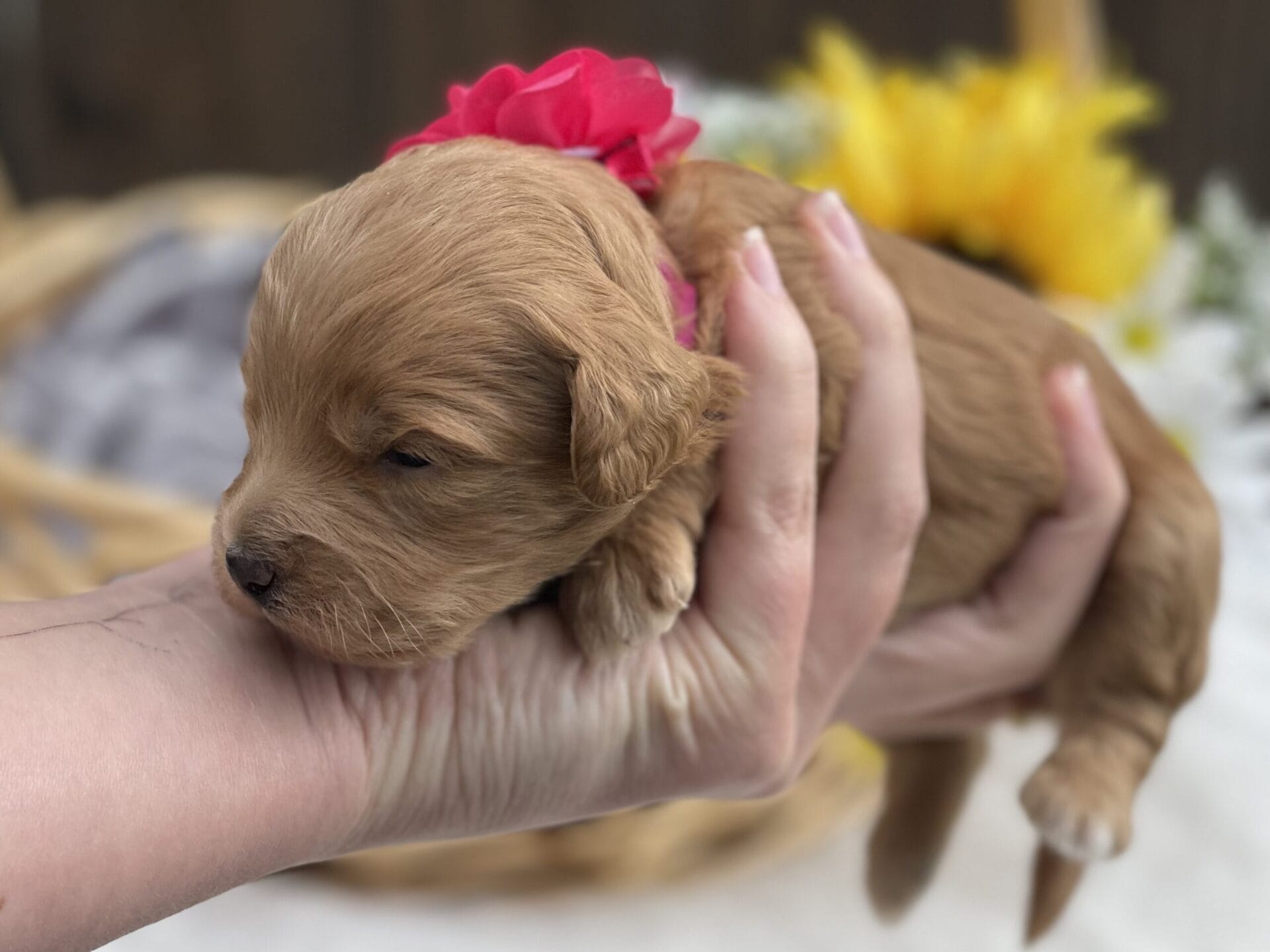 Ruby - Teacup Goldendoodle Girl - Image 12
