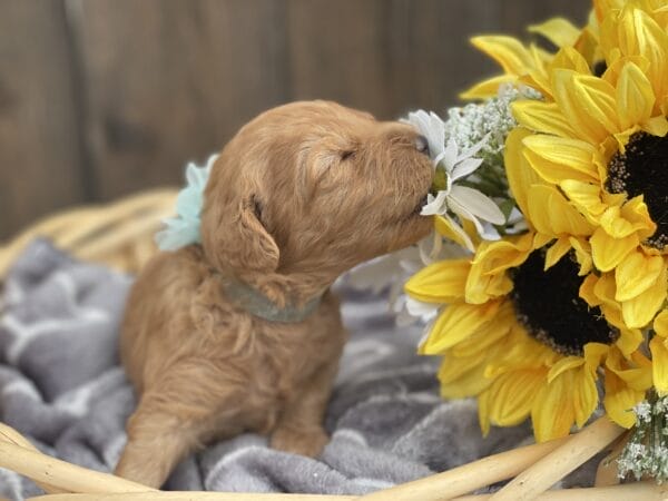 Diamond - Toy Goldendoodle Girl - Image 11