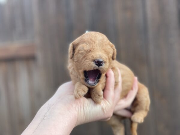 Diamond - Toy Goldendoodle Girl - Image 10