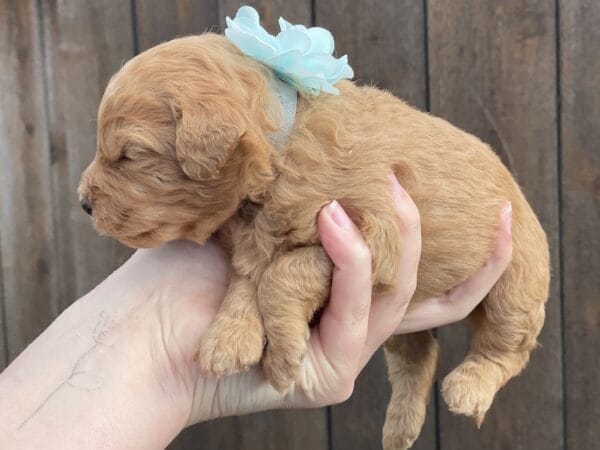 Diamond - Toy Goldendoodle Girl - Image 9