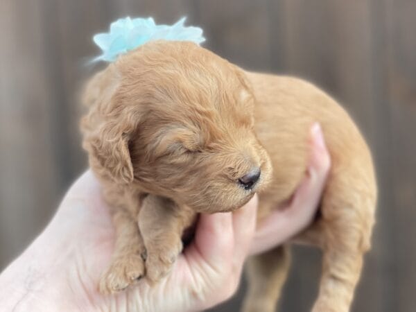 Diamond - Toy Goldendoodle Girl - Image 12