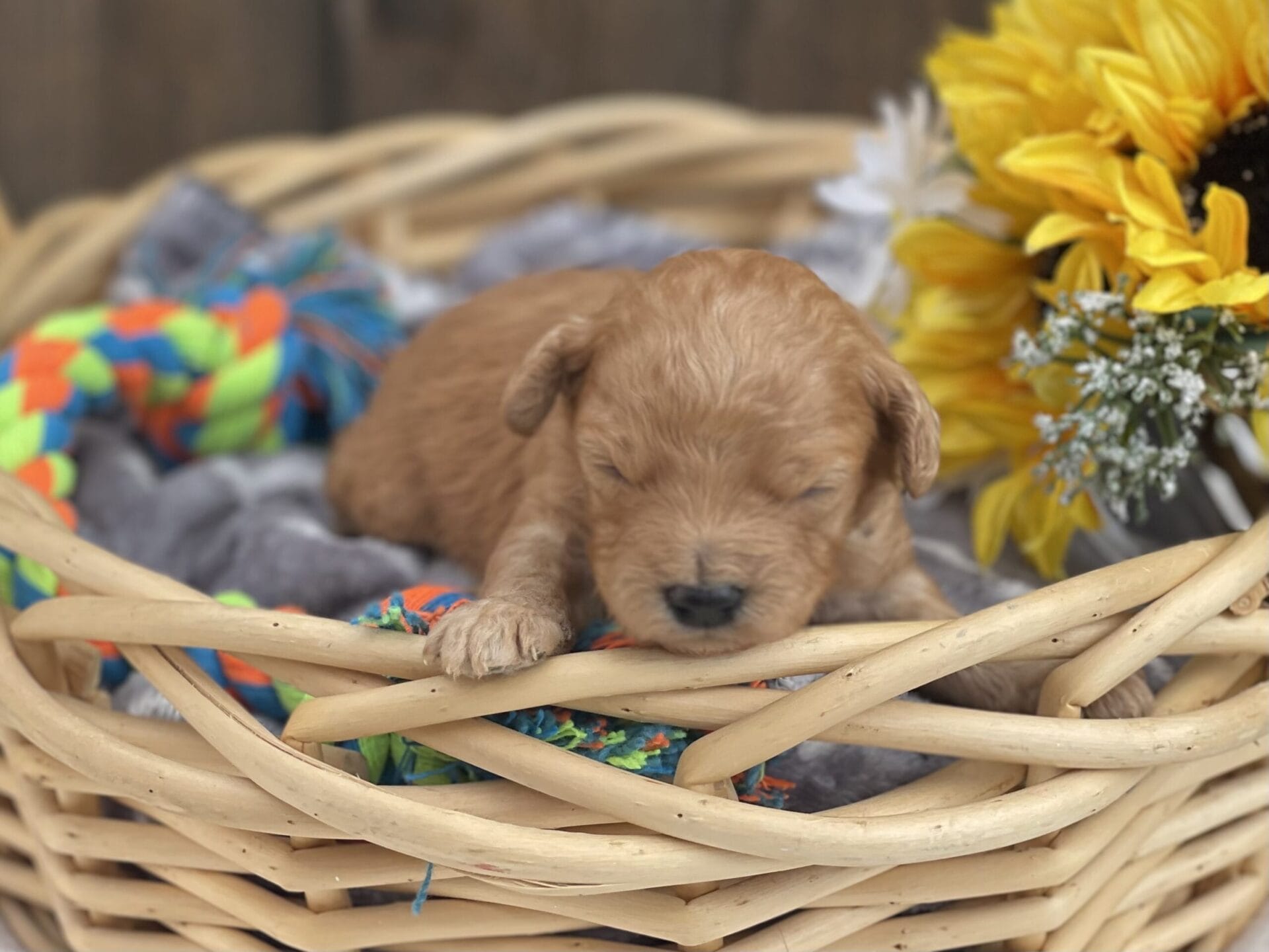 Peri - Teacup Goldendoodle Boy - Image 8