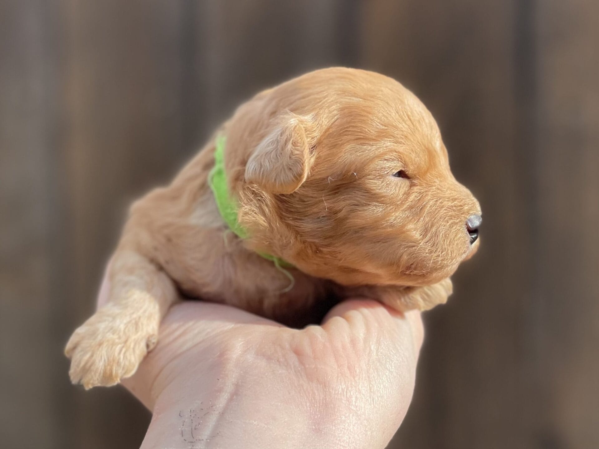 Peri - Teacup Goldendoodle Boy - Image 9