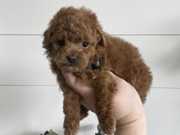 TEACUP GOLDENDOODLE PUPPIES, Precious Doodle Dogs, Teacup Doodle Dogs, Goldendoodle, Doodle Dog, Golden Doodles, Goldendoodle for sale, Goldendoodle puppies for sale, Miniature goldendoodle, goldendoodle puppies, mini goldendoodle, mini puppies, mini goldendoodle size, Mini Doodle Dogs, f1 goldendoodle, golden retriever poodle, chocolate goldendoodle, small doodles, goldendoodle temperament, goldendoodle colors, goldendoodle price, white goldendoodle, f2 goldendoodle, mini goldendoodle price, mini goldendoodle full grown, f1 mini goldendoodle, f1b goldendoodle, parti goldendoodle, goldendoodles near me, english goldendoodle, australian goldendoodle, red goldendoodle, doodle breeds, brown goldendoodle, goldendoodle cost, adult mini goldendoodle, golden noodle dog, doodle dog breeds, miniature golden doodle, miniature puppies, golden retriever poodle mix, A Star is Born, A star is born goldendoodle, a star is born dog, Bradley Cooper's Dog, Bradley Cooper Dog, Bradley Cooper's Goldendoodle, arizona goldendoodles, goldendoodle training, goldendoodle size, how big do mini goldendoodles get, goldendoodle full grown, baby goldendoodle, goldendoodle houston, golden doodles for sale, adult goldendoodle, apricot goldendoodle, goldendoodle grooming, mini golden doodles, goldendoodle shedding, f2b goldendoodle, goldendoodle hypoallergenic, goldendoodle names, english cream goldendoodle, golden retriever and poodle mix, mini goldendoodle puppies, micro goldendoodle, mini goldendoodle puppies for sale, miniature goldendoodle for sale, goldendoodle puppies for adoption, teddy bear goldendoodle, mini goldendoodle rescue, medium goldendoodle, black goldendoodle, mini goldendoodle for sale near me, goldendoodle puppies for sale near me, mini doodle, doodle puppies, mini goldendoodle for sale, goldendoodle breeders near me, miniature goldendoodle for sale near me, toy goldendoodle, petite goldendoodle, golden doodle dog, miniature goldendoodle puppies, mini goldendoodle puppies for sale near me, goldendoodles for sale near me, mini goldedoodle breeders, goldendoodle adoption, f1b mini goldendoodle, small goldendoodle, teacup goldendoodle, goldendoodle puppies near me, goldendoodle breeders, how to groom a goldendoodle, great doodle puppies, golden doodle mix, goldendoodle tampa, goldendoodle facts, white doodle dog, white goldendoodle puppy, mini goldendoodle maryland, country mini doodles, goldendoodle los angeles, toy labradoodle puppies for sale, types of goldendoodles, mini golden retriever puppies, golden goldendoodle, mini golden retriever puppies for sale, miniature australian goldendoodle, goldendoodle sacramento, goldendoodle omaha, labradoodle goldendoodle, f1 medium goldendoodle, BEST goldendoodles, pictures of mini goldendoodles, teacup goldendoodle full grown, micro mini goldendoodle full grown, toy goldendoodle price, goldendoodle chicago, retriever doodle, teacup goldendoodle puppies for sale, cute goldendoodle, mini teddy bear puppies, miniature goldendoodle full grown, f2 mini goldendoodle, goldendoodle spokane, mini goldendoodle chicago, micro mini goldendoodle, how nbig do miniature goldendoodles get, brown mini goldendoodle, mini doodle breeds, poodle doodle dog, what is a mini goldendoodle, black mini goldendoodle, mini irish doodle puppies for sale, f1b goldendoodle size, toy golden doodles, chocolate brown goldendoodle puppies for sale, petite goldendoodle full grown, goldendoodle behavior, american goldendoodle, f1b medium goldendoodle, goldendoodle puppy cost, cute goldendoodle puppies, goldendoodle indianapolis, teddy goldendoodle, mini goldendoodle weight, teddy bear golden doodles, f1b goldendoodle puppies for sale, miniature goldendoodle size, chocolate goldendoodle puppy, english cream mini goldendoodle, doodle puppies near me, red miniature goldendoodle, cream goldendoodle, goldendoodle puppy cut, mini goldendoodle hypoallergenic, dog breed goldendoodle, goldendoodle poodle mixes, goldendoodle allergies, goldendoodle info, sandy ridge goldendoodles, lakeshore goldendoodles, toy goldendoodle puppies for sale, labradoodle and goldendoodle, goldendoodle las vegas, goldendoodle phoenix, doodle breeders near me, miniature goldendoodle weight, black and white goldendoodle, sarasota goldendoodles, mini goldendoodle dallas, a goldendoodle, what is a goldendoodle, goldendoodle dallas, mini golden doodles for sale, ginger doodle puppy, how much does a mini goldendoodle cost, goldendoodle san antonio, goldendoodle photos, goldendoodle cuts, chocolate mini goldendoodle, all about goldendoodles, goldendoodle cincinnati, black doodle dog, goldendoodle weight, miniature goldendoodle breeders, goldendoodle information, miniature goldendoodle puppies for sale, doodle puppies for sale near me, black labradoodle puppies for sale, goldendoodle seattle, golden doodles near me, teacup goldendoodle for sale, golden retriever poodle puppy, goldendoodle rochester ny, goldendoodle and poodle mix, akc goldendoodle, goldendoodle kansas city, mini goldendoodle facts, goldendoodle austin, goldendoodle doodle, goldendoodle tulsa, curly goldendoodle, brown goldendoodle puppies, f1b labradoodle puppies for sale, red mini goldendoodle, goldendoodle poodle, chocolate goldendoodle for sale, tiny goldendoodle, goldendoodle puppies breeders, english goldendoodle puppies for sale, mini golden labradoodle, f1b mini teddy bear goldendoodles, red goldendoodle puppies for sale, miniature golden retriever breeders, f1 goldendoodles for sale, teacup goldendoodle puppies, toy mini goldendoodle, xs petite goldendoodle, f2 goldendoodle puppies for sale, mini goldendoodle cost, black goldendoodle for sale, english teddy bear goldendoodle, small doodle dogs, goldendoodle nashville, english goldendoodle puppies, golden retriever poodle mix for sale, red goldendoodle puppy, parti goldendoodles for sale, english cream goldendoodles for sale, doodle puppies for sale, golden retriever poodle mix puppies, goldendoodle tucson, f1b mini goldendoodle puppies for sale, mini goldendoodle breeders northeast, teddy bear goldendoodle, toy goldendoodle rescue, petite mini goldendoodle, goldendoodle stuff, mini goldendoodles near me, teddy bear goldendoodle puppies, f1 goldendoodle puppies, teddy bear goldendoodles for sale, silver goldendoodle, buy goldendoodle, mini golden doodle dog, teddy bear goldendoodles mini, micro mini goldendoodle puppies for sale, goldendoodle dogs for sale, best goldendoodle breeders, chocolate goldendoodle puppies for sale, doodle dogs for sale, toy goldendoodle puppies, mini doodle dog, toy goldendoodle breeders, doodles for sale, goldendoodle hypoallergenic dog, mini goldendoodle breeders near me, english goldendoodle breeders, f1b mini goldendoodle for sale, teacup goldendoodle price, petite goldendoodle for sale, mini english goldendoodle, mini goldendoodle info, miniature goldendoodle puppies for sale near me, black goldendoodle puppies for sale, f1 goldendoodle puppies for sale, Teacup Goldendoodles AL, Teacup Goldendoodles AK, Teacup Goldendoodles AZ, Teacup Goldendoodles AR, Teacup Goldendoodles CA, Teacup Goldendoodles CO, Teacup Goldendoodles CT, Teacup Goldendoodles DE, Teacup Goldendoodles FL, Teacup Goldendoodles GA, Teacup Goldendoodles HI, Teacup Goldendoodles ID, Teacup Goldendoodles IL, Teacup Goldendoodles IN, Teacup Goldendoodles IA, Teacup Goldendoodles KS, Teacup Goldendoodles KY, Teacup Goldendoodles LA, Teacup Goldendoodles ME, Teacup Goldendoodles MD, Teacup Goldendoodles MA, Teacup Goldendoodles MI, Teacup Goldendoodles MN, Teacup Goldendoodles MS, Teacup Goldendoodles MO, Teacup Goldendoodles MT, Teacup Goldendoodles NE, Teacup Goldendoodles NV, Teacup Goldendoodles NH, Teacup Goldendoodles NJ, Teacup Goldendoodles NM, Teacup Goldendoodles NY, Teacup Goldendoodles NC, Teacup Goldendoodles ND, Teacup Goldendoodles OH, Teacup Goldendoodles OK, Teacup Goldendoodles OR, Teacup Goldendoodles PA, Teacup Goldendoodles RI, Teacup Goldendoodles SC, Teacup Goldendoodles SD, Teacup Goldendoodles TN, Teacup Goldendoodles TX, Teacup Goldendoodles UT, Teacup Goldendoodles VT, Teacup Goldendoodles VA, Teacup Goldendoodles WA, Teacup Goldendoodles WV, Teacup Goldendoodles WI, Teacup Goldendoodles WY,