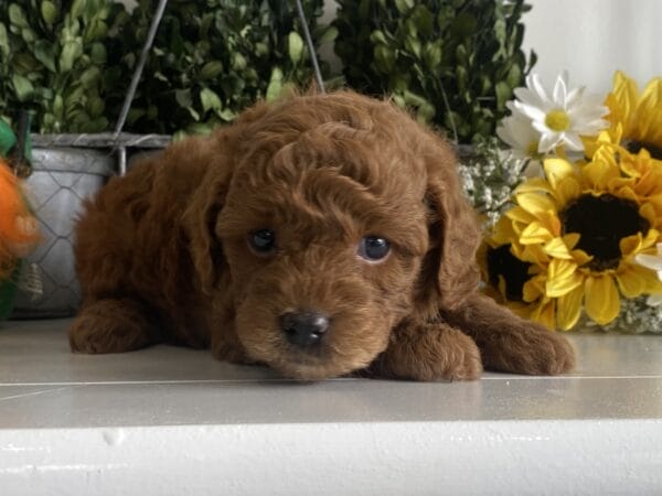 TEACUP GOLDENDOODLE PUPPIES, Precious Doodle Dogs, Teacup Doodle Dogs, Goldendoodle, Doodle Dog, Golden Doodles, Goldendoodle for sale, Goldendoodle puppies for sale, Miniature goldendoodle, goldendoodle puppies, mini goldendoodle, mini puppies, mini goldendoodle size, Mini Doodle Dogs, f1 goldendoodle, golden retriever poodle, chocolate goldendoodle, small doodles, goldendoodle temperament, goldendoodle colors, goldendoodle price, white goldendoodle, f2 goldendoodle, mini goldendoodle price, mini goldendoodle full grown, f1 mini goldendoodle, f1b goldendoodle, parti goldendoodle, goldendoodles near me, english goldendoodle, australian goldendoodle, red goldendoodle, doodle breeds, brown goldendoodle, goldendoodle cost, adult mini goldendoodle, golden noodle dog, doodle dog breeds, miniature golden doodle, miniature puppies, golden retriever poodle mix, A Star is Born, A star is born goldendoodle, a star is born dog, Bradley Cooper's Dog, Bradley Cooper Dog, Bradley Cooper's Goldendoodle, arizona goldendoodles, goldendoodle training, goldendoodle size, how big do mini goldendoodles get, goldendoodle full grown, baby goldendoodle, goldendoodle houston, golden doodles for sale, adult goldendoodle, apricot goldendoodle, goldendoodle grooming, mini golden doodles, goldendoodle shedding, f2b goldendoodle, goldendoodle hypoallergenic, goldendoodle names, english cream goldendoodle, golden retriever and poodle mix, mini goldendoodle puppies, micro goldendoodle, mini goldendoodle puppies for sale, miniature goldendoodle for sale, goldendoodle puppies for adoption, teddy bear goldendoodle, mini goldendoodle rescue, medium goldendoodle, black goldendoodle, mini goldendoodle for sale near me, goldendoodle puppies for sale near me, mini doodle, doodle puppies, mini goldendoodle for sale, goldendoodle breeders near me, miniature goldendoodle for sale near me, toy goldendoodle, petite goldendoodle, golden doodle dog, miniature goldendoodle puppies, mini goldendoodle puppies for sale near me, goldendoodles for sale near me, mini goldedoodle breeders, goldendoodle adoption, f1b mini goldendoodle, small goldendoodle, teacup goldendoodle, goldendoodle puppies near me, goldendoodle breeders, how to groom a goldendoodle, great doodle puppies, golden doodle mix, goldendoodle tampa, goldendoodle facts, white doodle dog, white goldendoodle puppy, mini goldendoodle maryland, country mini doodles, goldendoodle los angeles, toy labradoodle puppies for sale, types of goldendoodles, mini golden retriever puppies, golden goldendoodle, mini golden retriever puppies for sale, miniature australian goldendoodle, goldendoodle sacramento, goldendoodle omaha, labradoodle goldendoodle, f1 medium goldendoodle, BEST goldendoodles, pictures of mini goldendoodles, teacup goldendoodle full grown, micro mini goldendoodle full grown, toy goldendoodle price, goldendoodle chicago, retriever doodle, teacup goldendoodle puppies for sale, cute goldendoodle, mini teddy bear puppies, miniature goldendoodle full grown, f2 mini goldendoodle, goldendoodle spokane, mini goldendoodle chicago, micro mini goldendoodle, how nbig do miniature goldendoodles get, brown mini goldendoodle, mini doodle breeds, poodle doodle dog, what is a mini goldendoodle, black mini goldendoodle, mini irish doodle puppies for sale, f1b goldendoodle size, toy golden doodles, chocolate brown goldendoodle puppies for sale, petite goldendoodle full grown, goldendoodle behavior, american goldendoodle, f1b medium goldendoodle, goldendoodle puppy cost, cute goldendoodle puppies, goldendoodle indianapolis, teddy goldendoodle, mini goldendoodle weight, teddy bear golden doodles, f1b goldendoodle puppies for sale, miniature goldendoodle size, chocolate goldendoodle puppy, english cream mini goldendoodle, doodle puppies near me, red miniature goldendoodle, cream goldendoodle, goldendoodle puppy cut, mini goldendoodle hypoallergenic, dog breed goldendoodle, goldendoodle poodle mixes, goldendoodle allergies, goldendoodle info, sandy ridge goldendoodles, lakeshore goldendoodles, toy goldendoodle puppies for sale, labradoodle and goldendoodle, goldendoodle las vegas, goldendoodle phoenix, doodle breeders near me, miniature goldendoodle weight, black and white goldendoodle, sarasota goldendoodles, mini goldendoodle dallas, a goldendoodle, what is a goldendoodle, goldendoodle dallas, mini golden doodles for sale, ginger doodle puppy, how much does a mini goldendoodle cost, goldendoodle san antonio, goldendoodle photos, goldendoodle cuts, chocolate mini goldendoodle, all about goldendoodles, goldendoodle cincinnati, black doodle dog, goldendoodle weight, miniature goldendoodle breeders, goldendoodle information, miniature goldendoodle puppies for sale, doodle puppies for sale near me, black labradoodle puppies for sale, goldendoodle seattle, golden doodles near me, teacup goldendoodle for sale, golden retriever poodle puppy, goldendoodle rochester ny, goldendoodle and poodle mix, akc goldendoodle, goldendoodle kansas city, mini goldendoodle facts, goldendoodle austin, goldendoodle doodle, goldendoodle tulsa, curly goldendoodle, brown goldendoodle puppies, f1b labradoodle puppies for sale, red mini goldendoodle, goldendoodle poodle, chocolate goldendoodle for sale, tiny goldendoodle, goldendoodle puppies breeders, english goldendoodle puppies for sale, mini golden labradoodle, f1b mini teddy bear goldendoodles, red goldendoodle puppies for sale, miniature golden retriever breeders, f1 goldendoodles for sale, teacup goldendoodle puppies, toy mini goldendoodle, xs petite goldendoodle, f2 goldendoodle puppies for sale, mini goldendoodle cost, black goldendoodle for sale, english teddy bear goldendoodle, small doodle dogs, goldendoodle nashville, english goldendoodle puppies, golden retriever poodle mix for sale, red goldendoodle puppy, parti goldendoodles for sale, english cream goldendoodles for sale, doodle puppies for sale, golden retriever poodle mix puppies, goldendoodle tucson, f1b mini goldendoodle puppies for sale, mini goldendoodle breeders northeast, teddy bear goldendoodle, toy goldendoodle rescue, petite mini goldendoodle, goldendoodle stuff, mini goldendoodles near me, teddy bear goldendoodle puppies, f1 goldendoodle puppies, teddy bear goldendoodles for sale, silver goldendoodle, buy goldendoodle, mini golden doodle dog, teddy bear goldendoodles mini, micro mini goldendoodle puppies for sale, goldendoodle dogs for sale, best goldendoodle breeders, chocolate goldendoodle puppies for sale, doodle dogs for sale, toy goldendoodle puppies, mini doodle dog, toy goldendoodle breeders, doodles for sale, goldendoodle hypoallergenic dog, mini goldendoodle breeders near me, english goldendoodle breeders, f1b mini goldendoodle for sale, teacup goldendoodle price, petite goldendoodle for sale, mini english goldendoodle, mini goldendoodle info, miniature goldendoodle puppies for sale near me, black goldendoodle puppies for sale, f1 goldendoodle puppies for sale, Teacup Goldendoodles AL, Teacup Goldendoodles AK, Teacup Goldendoodles AZ, Teacup Goldendoodles AR, Teacup Goldendoodles CA, Teacup Goldendoodles CO, Teacup Goldendoodles CT, Teacup Goldendoodles DE, Teacup Goldendoodles FL, Teacup Goldendoodles GA, Teacup Goldendoodles HI, Teacup Goldendoodles ID, Teacup Goldendoodles IL, Teacup Goldendoodles IN, Teacup Goldendoodles IA, Teacup Goldendoodles KS, Teacup Goldendoodles KY, Teacup Goldendoodles LA, Teacup Goldendoodles ME, Teacup Goldendoodles MD, Teacup Goldendoodles MA, Teacup Goldendoodles MI, Teacup Goldendoodles MN, Teacup Goldendoodles MS, Teacup Goldendoodles MO, Teacup Goldendoodles MT, Teacup Goldendoodles NE, Teacup Goldendoodles NV, Teacup Goldendoodles NH, Teacup Goldendoodles NJ, Teacup Goldendoodles NM, Teacup Goldendoodles NY, Teacup Goldendoodles NC, Teacup Goldendoodles ND, Teacup Goldendoodles OH, Teacup Goldendoodles OK, Teacup Goldendoodles OR, Teacup Goldendoodles PA, Teacup Goldendoodles RI, Teacup Goldendoodles SC, Teacup Goldendoodles SD, Teacup Goldendoodles TN, Teacup Goldendoodles TX, Teacup Goldendoodles UT, Teacup Goldendoodles VT, Teacup Goldendoodles VA, Teacup Goldendoodles WA, Teacup Goldendoodles WV, Teacup Goldendoodles WI, Teacup Goldendoodles WY,