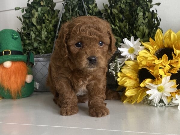 TEACUP GOLDENDOODLE PUPPIES, Precious Doodle Dogs, Teacup Doodle Dogs, Goldendoodle, Doodle Dog, Golden Doodles, Goldendoodle for sale, Goldendoodle puppies for sale, Miniature goldendoodle, goldendoodle puppies, mini goldendoodle, mini puppies, mini goldendoodle size, Mini Doodle Dogs, f1 goldendoodle, golden retriever poodle, chocolate goldendoodle, small doodles, goldendoodle temperament, goldendoodle colors, goldendoodle price, white goldendoodle, f2 goldendoodle, mini goldendoodle price, mini goldendoodle full grown, f1 mini goldendoodle, f1b goldendoodle, parti goldendoodle, goldendoodles near me, english goldendoodle, australian goldendoodle, red goldendoodle, doodle breeds, brown goldendoodle, goldendoodle cost, adult mini goldendoodle, golden noodle dog, doodle dog breeds, miniature golden doodle, miniature puppies, golden retriever poodle mix, A Star is Born, A star is born goldendoodle, a star is born dog, Bradley Cooper's Dog, Bradley Cooper Dog, Bradley Cooper's Goldendoodle, arizona goldendoodles, goldendoodle training, goldendoodle size, how big do mini goldendoodles get, goldendoodle full grown, baby goldendoodle, goldendoodle houston, golden doodles for sale, adult goldendoodle, apricot goldendoodle, goldendoodle grooming, mini golden doodles, goldendoodle shedding, f2b goldendoodle, goldendoodle hypoallergenic, goldendoodle names, english cream goldendoodle, golden retriever and poodle mix, mini goldendoodle puppies, micro goldendoodle, mini goldendoodle puppies for sale, miniature goldendoodle for sale, goldendoodle puppies for adoption, teddy bear goldendoodle, mini goldendoodle rescue, medium goldendoodle, black goldendoodle, mini goldendoodle for sale near me, goldendoodle puppies for sale near me, mini doodle, doodle puppies, mini goldendoodle for sale, goldendoodle breeders near me, miniature goldendoodle for sale near me, toy goldendoodle, petite goldendoodle, golden doodle dog, miniature goldendoodle puppies, mini goldendoodle puppies for sale near me, goldendoodles for sale near me, mini goldedoodle breeders, goldendoodle adoption, f1b mini goldendoodle, small goldendoodle, teacup goldendoodle, goldendoodle puppies near me, goldendoodle breeders, how to groom a goldendoodle, great doodle puppies, golden doodle mix, goldendoodle tampa, goldendoodle facts, white doodle dog, white goldendoodle puppy, mini goldendoodle maryland, country mini doodles, goldendoodle los angeles, toy labradoodle puppies for sale, types of goldendoodles, mini golden retriever puppies, golden goldendoodle, mini golden retriever puppies for sale, miniature australian goldendoodle, goldendoodle sacramento, goldendoodle omaha, labradoodle goldendoodle, f1 medium goldendoodle, BEST goldendoodles, pictures of mini goldendoodles, teacup goldendoodle full grown, micro mini goldendoodle full grown, toy goldendoodle price, goldendoodle chicago, retriever doodle, teacup goldendoodle puppies for sale, cute goldendoodle, mini teddy bear puppies, miniature goldendoodle full grown, f2 mini goldendoodle, goldendoodle spokane, mini goldendoodle chicago, micro mini goldendoodle, how nbig do miniature goldendoodles get, brown mini goldendoodle, mini doodle breeds, poodle doodle dog, what is a mini goldendoodle, black mini goldendoodle, mini irish doodle puppies for sale, f1b goldendoodle size, toy golden doodles, chocolate brown goldendoodle puppies for sale, petite goldendoodle full grown, goldendoodle behavior, american goldendoodle, f1b medium goldendoodle, goldendoodle puppy cost, cute goldendoodle puppies, goldendoodle indianapolis, teddy goldendoodle, mini goldendoodle weight, teddy bear golden doodles, f1b goldendoodle puppies for sale, miniature goldendoodle size, chocolate goldendoodle puppy, english cream mini goldendoodle, doodle puppies near me, red miniature goldendoodle, cream goldendoodle, goldendoodle puppy cut, mini goldendoodle hypoallergenic, dog breed goldendoodle, goldendoodle poodle mixes, goldendoodle allergies, goldendoodle info, sandy ridge goldendoodles, lakeshore goldendoodles, toy goldendoodle puppies for sale, labradoodle and goldendoodle, goldendoodle las vegas, goldendoodle phoenix, doodle breeders near me, miniature goldendoodle weight, black and white goldendoodle, sarasota goldendoodles, mini goldendoodle dallas, a goldendoodle, what is a goldendoodle, goldendoodle dallas, mini golden doodles for sale, ginger doodle puppy, how much does a mini goldendoodle cost, goldendoodle san antonio, goldendoodle photos, goldendoodle cuts, chocolate mini goldendoodle, all about goldendoodles, goldendoodle cincinnati, black doodle dog, goldendoodle weight, miniature goldendoodle breeders, goldendoodle information, miniature goldendoodle puppies for sale, doodle puppies for sale near me, black labradoodle puppies for sale, goldendoodle seattle, golden doodles near me, teacup goldendoodle for sale, golden retriever poodle puppy, goldendoodle rochester ny, goldendoodle and poodle mix, akc goldendoodle, goldendoodle kansas city, mini goldendoodle facts, goldendoodle austin, goldendoodle doodle, goldendoodle tulsa, curly goldendoodle, brown goldendoodle puppies, f1b labradoodle puppies for sale, red mini goldendoodle, goldendoodle poodle, chocolate goldendoodle for sale, tiny goldendoodle, goldendoodle puppies breeders, english goldendoodle puppies for sale, mini golden labradoodle, f1b mini teddy bear goldendoodles, red goldendoodle puppies for sale, miniature golden retriever breeders, f1 goldendoodles for sale, teacup goldendoodle puppies, toy mini goldendoodle, xs petite goldendoodle, f2 goldendoodle puppies for sale, mini goldendoodle cost, black goldendoodle for sale, english teddy bear goldendoodle, small doodle dogs, goldendoodle nashville, english goldendoodle puppies, golden retriever poodle mix for sale, red goldendoodle puppy, parti goldendoodles for sale, english cream goldendoodles for sale, doodle puppies for sale, golden retriever poodle mix puppies, goldendoodle tucson, f1b mini goldendoodle puppies for sale, mini goldendoodle breeders northeast, teddy bear goldendoodle, toy goldendoodle rescue, petite mini goldendoodle, goldendoodle stuff, mini goldendoodles near me, teddy bear goldendoodle puppies, f1 goldendoodle puppies, teddy bear goldendoodles for sale, silver goldendoodle, buy goldendoodle, mini golden doodle dog, teddy bear goldendoodles mini, micro mini goldendoodle puppies for sale, goldendoodle dogs for sale, best goldendoodle breeders, chocolate goldendoodle puppies for sale, doodle dogs for sale, toy goldendoodle puppies, mini doodle dog, toy goldendoodle breeders, doodles for sale, goldendoodle hypoallergenic dog, mini goldendoodle breeders near me, english goldendoodle breeders, f1b mini goldendoodle for sale, teacup goldendoodle price, petite goldendoodle for sale, mini english goldendoodle, mini goldendoodle info, miniature goldendoodle puppies for sale near me, black goldendoodle puppies for sale, f1 goldendoodle puppies for sale, Teacup Goldendoodles AL, Teacup Goldendoodles AK, Teacup Goldendoodles AZ, Teacup Goldendoodles AR, Teacup Goldendoodles CA, Teacup Goldendoodles CO, Teacup Goldendoodles CT, Teacup Goldendoodles DE, Teacup Goldendoodles FL, Teacup Goldendoodles GA, Teacup Goldendoodles HI, Teacup Goldendoodles ID, Teacup Goldendoodles IL, Teacup Goldendoodles IN, Teacup Goldendoodles IA, Teacup Goldendoodles KS, Teacup Goldendoodles KY, Teacup Goldendoodles LA, Teacup Goldendoodles ME, Teacup Goldendoodles MD, Teacup Goldendoodles MA, Teacup Goldendoodles MI, Teacup Goldendoodles MN, Teacup Goldendoodles MS, Teacup Goldendoodles MO, Teacup Goldendoodles MT, Teacup Goldendoodles NE, Teacup Goldendoodles NV, Teacup Goldendoodles NH, Teacup Goldendoodles NJ, Teacup Goldendoodles NM, Teacup Goldendoodles NY, Teacup Goldendoodles NC, Teacup Goldendoodles ND, Teacup Goldendoodles OH, Teacup Goldendoodles OK, Teacup Goldendoodles OR, Teacup Goldendoodles PA, Teacup Goldendoodles RI, Teacup Goldendoodles SC, Teacup Goldendoodles SD, Teacup Goldendoodles TN, Teacup Goldendoodles TX, Teacup Goldendoodles UT, Teacup Goldendoodles VT, Teacup Goldendoodles VA, Teacup Goldendoodles WA, Teacup Goldendoodles WV, Teacup Goldendoodles WI, Teacup Goldendoodles WY,