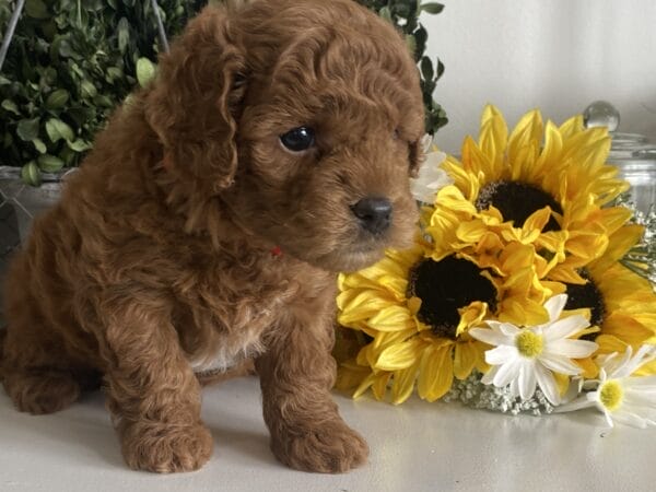 TEACUP GOLDENDOODLE PUPPIES, Precious Doodle Dogs, Teacup Doodle Dogs, Goldendoodle, Doodle Dog, Golden Doodles, Goldendoodle for sale, Goldendoodle puppies for sale, Miniature goldendoodle, goldendoodle puppies, mini goldendoodle, mini puppies, mini goldendoodle size, Mini Doodle Dogs, f1 goldendoodle, golden retriever poodle, chocolate goldendoodle, small doodles, goldendoodle temperament, goldendoodle colors, goldendoodle price, white goldendoodle, f2 goldendoodle, mini goldendoodle price, mini goldendoodle full grown, f1 mini goldendoodle, f1b goldendoodle, parti goldendoodle, goldendoodles near me, english goldendoodle, australian goldendoodle, red goldendoodle, doodle breeds, brown goldendoodle, goldendoodle cost, adult mini goldendoodle, golden noodle dog, doodle dog breeds, miniature golden doodle, miniature puppies, golden retriever poodle mix, A Star is Born, A star is born goldendoodle, a star is born dog, Bradley Cooper's Dog, Bradley Cooper Dog, Bradley Cooper's Goldendoodle, arizona goldendoodles, goldendoodle training, goldendoodle size, how big do mini goldendoodles get, goldendoodle full grown, baby goldendoodle, goldendoodle houston, golden doodles for sale, adult goldendoodle, apricot goldendoodle, goldendoodle grooming, mini golden doodles, goldendoodle shedding, f2b goldendoodle, goldendoodle hypoallergenic, goldendoodle names, english cream goldendoodle, golden retriever and poodle mix, mini goldendoodle puppies, micro goldendoodle, mini goldendoodle puppies for sale, miniature goldendoodle for sale, goldendoodle puppies for adoption, teddy bear goldendoodle, mini goldendoodle rescue, medium goldendoodle, black goldendoodle, mini goldendoodle for sale near me, goldendoodle puppies for sale near me, mini doodle, doodle puppies, mini goldendoodle for sale, goldendoodle breeders near me, miniature goldendoodle for sale near me, toy goldendoodle, petite goldendoodle, golden doodle dog, miniature goldendoodle puppies, mini goldendoodle puppies for sale near me, goldendoodles for sale near me, mini goldedoodle breeders, goldendoodle adoption, f1b mini goldendoodle, small goldendoodle, teacup goldendoodle, goldendoodle puppies near me, goldendoodle breeders, how to groom a goldendoodle, great doodle puppies, golden doodle mix, goldendoodle tampa, goldendoodle facts, white doodle dog, white goldendoodle puppy, mini goldendoodle maryland, country mini doodles, goldendoodle los angeles, toy labradoodle puppies for sale, types of goldendoodles, mini golden retriever puppies, golden goldendoodle, mini golden retriever puppies for sale, miniature australian goldendoodle, goldendoodle sacramento, goldendoodle omaha, labradoodle goldendoodle, f1 medium goldendoodle, BEST goldendoodles, pictures of mini goldendoodles, teacup goldendoodle full grown, micro mini goldendoodle full grown, toy goldendoodle price, goldendoodle chicago, retriever doodle, teacup goldendoodle puppies for sale, cute goldendoodle, mini teddy bear puppies, miniature goldendoodle full grown, f2 mini goldendoodle, goldendoodle spokane, mini goldendoodle chicago, micro mini goldendoodle, how nbig do miniature goldendoodles get, brown mini goldendoodle, mini doodle breeds, poodle doodle dog, what is a mini goldendoodle, black mini goldendoodle, mini irish doodle puppies for sale, f1b goldendoodle size, toy golden doodles, chocolate brown goldendoodle puppies for sale, petite goldendoodle full grown, goldendoodle behavior, american goldendoodle, f1b medium goldendoodle, goldendoodle puppy cost, cute goldendoodle puppies, goldendoodle indianapolis, teddy goldendoodle, mini goldendoodle weight, teddy bear golden doodles, f1b goldendoodle puppies for sale, miniature goldendoodle size, chocolate goldendoodle puppy, english cream mini goldendoodle, doodle puppies near me, red miniature goldendoodle, cream goldendoodle, goldendoodle puppy cut, mini goldendoodle hypoallergenic, dog breed goldendoodle, goldendoodle poodle mixes, goldendoodle allergies, goldendoodle info, sandy ridge goldendoodles, lakeshore goldendoodles, toy goldendoodle puppies for sale, labradoodle and goldendoodle, goldendoodle las vegas, goldendoodle phoenix, doodle breeders near me, miniature goldendoodle weight, black and white goldendoodle, sarasota goldendoodles, mini goldendoodle dallas, a goldendoodle, what is a goldendoodle, goldendoodle dallas, mini golden doodles for sale, ginger doodle puppy, how much does a mini goldendoodle cost, goldendoodle san antonio, goldendoodle photos, goldendoodle cuts, chocolate mini goldendoodle, all about goldendoodles, goldendoodle cincinnati, black doodle dog, goldendoodle weight, miniature goldendoodle breeders, goldendoodle information, miniature goldendoodle puppies for sale, doodle puppies for sale near me, black labradoodle puppies for sale, goldendoodle seattle, golden doodles near me, teacup goldendoodle for sale, golden retriever poodle puppy, goldendoodle rochester ny, goldendoodle and poodle mix, akc goldendoodle, goldendoodle kansas city, mini goldendoodle facts, goldendoodle austin, goldendoodle doodle, goldendoodle tulsa, curly goldendoodle, brown goldendoodle puppies, f1b labradoodle puppies for sale, red mini goldendoodle, goldendoodle poodle, chocolate goldendoodle for sale, tiny goldendoodle, goldendoodle puppies breeders, english goldendoodle puppies for sale, mini golden labradoodle, f1b mini teddy bear goldendoodles, red goldendoodle puppies for sale, miniature golden retriever breeders, f1 goldendoodles for sale, teacup goldendoodle puppies, toy mini goldendoodle, xs petite goldendoodle, f2 goldendoodle puppies for sale, mini goldendoodle cost, black goldendoodle for sale, english teddy bear goldendoodle, small doodle dogs, goldendoodle nashville, english goldendoodle puppies, golden retriever poodle mix for sale, red goldendoodle puppy, parti goldendoodles for sale, english cream goldendoodles for sale, doodle puppies for sale, golden retriever poodle mix puppies, goldendoodle tucson, f1b mini goldendoodle puppies for sale, mini goldendoodle breeders northeast, teddy bear goldendoodle, toy goldendoodle rescue, petite mini goldendoodle, goldendoodle stuff, mini goldendoodles near me, teddy bear goldendoodle puppies, f1 goldendoodle puppies, teddy bear goldendoodles for sale, silver goldendoodle, buy goldendoodle, mini golden doodle dog, teddy bear goldendoodles mini, micro mini goldendoodle puppies for sale, goldendoodle dogs for sale, best goldendoodle breeders, chocolate goldendoodle puppies for sale, doodle dogs for sale, toy goldendoodle puppies, mini doodle dog, toy goldendoodle breeders, doodles for sale, goldendoodle hypoallergenic dog, mini goldendoodle breeders near me, english goldendoodle breeders, f1b mini goldendoodle for sale, teacup goldendoodle price, petite goldendoodle for sale, mini english goldendoodle, mini goldendoodle info, miniature goldendoodle puppies for sale near me, black goldendoodle puppies for sale, f1 goldendoodle puppies for sale, Teacup Goldendoodles AL, Teacup Goldendoodles AK, Teacup Goldendoodles AZ, Teacup Goldendoodles AR, Teacup Goldendoodles CA, Teacup Goldendoodles CO, Teacup Goldendoodles CT, Teacup Goldendoodles DE, Teacup Goldendoodles FL, Teacup Goldendoodles GA, Teacup Goldendoodles HI, Teacup Goldendoodles ID, Teacup Goldendoodles IL, Teacup Goldendoodles IN, Teacup Goldendoodles IA, Teacup Goldendoodles KS, Teacup Goldendoodles KY, Teacup Goldendoodles LA, Teacup Goldendoodles ME, Teacup Goldendoodles MD, Teacup Goldendoodles MA, Teacup Goldendoodles MI, Teacup Goldendoodles MN, Teacup Goldendoodles MS, Teacup Goldendoodles MO, Teacup Goldendoodles MT, Teacup Goldendoodles NE, Teacup Goldendoodles NV, Teacup Goldendoodles NH, Teacup Goldendoodles NJ, Teacup Goldendoodles NM, Teacup Goldendoodles NY, Teacup Goldendoodles NC, Teacup Goldendoodles ND, Teacup Goldendoodles OH, Teacup Goldendoodles OK, Teacup Goldendoodles OR, Teacup Goldendoodles PA, Teacup Goldendoodles RI, Teacup Goldendoodles SC, Teacup Goldendoodles SD, Teacup Goldendoodles TN, Teacup Goldendoodles TX, Teacup Goldendoodles UT, Teacup Goldendoodles VT, Teacup Goldendoodles VA, Teacup Goldendoodles WA, Teacup Goldendoodles WV, Teacup Goldendoodles WI, Teacup Goldendoodles WY,