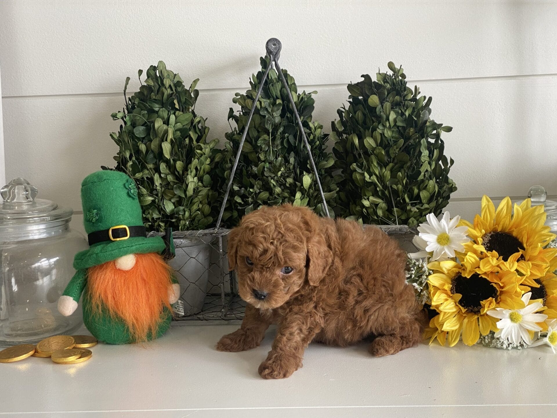 TEACUP GOLDENDOODLE PUPPIES, Precious Doodle Dogs, Teacup Doodle Dogs, Goldendoodle, Doodle Dog, Golden Doodles, Goldendoodle for sale, Goldendoodle puppies for sale, Miniature goldendoodle, goldendoodle puppies, mini goldendoodle, mini puppies, mini goldendoodle size, Mini Doodle Dogs, f1 goldendoodle, golden retriever poodle, chocolate goldendoodle, small doodles, goldendoodle temperament, goldendoodle colors, goldendoodle price, white goldendoodle, f2 goldendoodle, mini goldendoodle price, mini goldendoodle full grown, f1 mini goldendoodle, f1b goldendoodle, parti goldendoodle, goldendoodles near me, english goldendoodle, australian goldendoodle, red goldendoodle, doodle breeds, brown goldendoodle, goldendoodle cost, adult mini goldendoodle, golden noodle dog, doodle dog breeds, miniature golden doodle, miniature puppies, golden retriever poodle mix, A Star is Born, A star is born goldendoodle, a star is born dog, Bradley Cooper's Dog, Bradley Cooper Dog, Bradley Cooper's Goldendoodle, arizona goldendoodles, goldendoodle training, goldendoodle size, how big do mini goldendoodles get, goldendoodle full grown, baby goldendoodle, goldendoodle houston, golden doodles for sale, adult goldendoodle, apricot goldendoodle, goldendoodle grooming, mini golden doodles, goldendoodle shedding, f2b goldendoodle, goldendoodle hypoallergenic, goldendoodle names, english cream goldendoodle, golden retriever and poodle mix, mini goldendoodle puppies, micro goldendoodle, mini goldendoodle puppies for sale, miniature goldendoodle for sale, goldendoodle puppies for adoption, teddy bear goldendoodle, mini goldendoodle rescue, medium goldendoodle, black goldendoodle, mini goldendoodle for sale near me, goldendoodle puppies for sale near me, mini doodle, doodle puppies, mini goldendoodle for sale, goldendoodle breeders near me, miniature goldendoodle for sale near me, toy goldendoodle, petite goldendoodle, golden doodle dog, miniature goldendoodle puppies, mini goldendoodle puppies for sale near me, goldendoodles for sale near me, mini goldedoodle breeders, goldendoodle adoption, f1b mini goldendoodle, small goldendoodle, teacup goldendoodle, goldendoodle puppies near me, goldendoodle breeders, how to groom a goldendoodle, great doodle puppies, golden doodle mix, goldendoodle tampa, goldendoodle facts, white doodle dog, white goldendoodle puppy, mini goldendoodle maryland, country mini doodles, goldendoodle los angeles, toy labradoodle puppies for sale, types of goldendoodles, mini golden retriever puppies, golden goldendoodle, mini golden retriever puppies for sale, miniature australian goldendoodle, goldendoodle sacramento, goldendoodle omaha, labradoodle goldendoodle, f1 medium goldendoodle, BEST goldendoodles, pictures of mini goldendoodles, teacup goldendoodle full grown, micro mini goldendoodle full grown, toy goldendoodle price, goldendoodle chicago, retriever doodle, teacup goldendoodle puppies for sale, cute goldendoodle, mini teddy bear puppies, miniature goldendoodle full grown, f2 mini goldendoodle, goldendoodle spokane, mini goldendoodle chicago, micro mini goldendoodle, how nbig do miniature goldendoodles get, brown mini goldendoodle, mini doodle breeds, poodle doodle dog, what is a mini goldendoodle, black mini goldendoodle, mini irish doodle puppies for sale, f1b goldendoodle size, toy golden doodles, chocolate brown goldendoodle puppies for sale, petite goldendoodle full grown, goldendoodle behavior, american goldendoodle, f1b medium goldendoodle, goldendoodle puppy cost, cute goldendoodle puppies, goldendoodle indianapolis, teddy goldendoodle, mini goldendoodle weight, teddy bear golden doodles, f1b goldendoodle puppies for sale, miniature goldendoodle size, chocolate goldendoodle puppy, english cream mini goldendoodle, doodle puppies near me, red miniature goldendoodle, cream goldendoodle, goldendoodle puppy cut, mini goldendoodle hypoallergenic, dog breed goldendoodle, goldendoodle poodle mixes, goldendoodle allergies, goldendoodle info, sandy ridge goldendoodles, lakeshore goldendoodles, toy goldendoodle puppies for sale, labradoodle and goldendoodle, goldendoodle las vegas, goldendoodle phoenix, doodle breeders near me, miniature goldendoodle weight, black and white goldendoodle, sarasota goldendoodles, mini goldendoodle dallas, a goldendoodle, what is a goldendoodle, goldendoodle dallas, mini golden doodles for sale, ginger doodle puppy, how much does a mini goldendoodle cost, goldendoodle san antonio, goldendoodle photos, goldendoodle cuts, chocolate mini goldendoodle, all about goldendoodles, goldendoodle cincinnati, black doodle dog, goldendoodle weight, miniature goldendoodle breeders, goldendoodle information, miniature goldendoodle puppies for sale, doodle puppies for sale near me, black labradoodle puppies for sale, goldendoodle seattle, golden doodles near me, teacup goldendoodle for sale, golden retriever poodle puppy, goldendoodle rochester ny, goldendoodle and poodle mix, akc goldendoodle, goldendoodle kansas city, mini goldendoodle facts, goldendoodle austin, goldendoodle doodle, goldendoodle tulsa, curly goldendoodle, brown goldendoodle puppies, f1b labradoodle puppies for sale, red mini goldendoodle, goldendoodle poodle, chocolate goldendoodle for sale, tiny goldendoodle, goldendoodle puppies breeders, english goldendoodle puppies for sale, mini golden labradoodle, f1b mini teddy bear goldendoodles, red goldendoodle puppies for sale, miniature golden retriever breeders, f1 goldendoodles for sale, teacup goldendoodle puppies, toy mini goldendoodle, xs petite goldendoodle, f2 goldendoodle puppies for sale, mini goldendoodle cost, black goldendoodle for sale, english teddy bear goldendoodle, small doodle dogs, goldendoodle nashville, english goldendoodle puppies, golden retriever poodle mix for sale, red goldendoodle puppy, parti goldendoodles for sale, english cream goldendoodles for sale, doodle puppies for sale, golden retriever poodle mix puppies, goldendoodle tucson, f1b mini goldendoodle puppies for sale, mini goldendoodle breeders northeast, teddy bear goldendoodle, toy goldendoodle rescue, petite mini goldendoodle, goldendoodle stuff, mini goldendoodles near me, teddy bear goldendoodle puppies, f1 goldendoodle puppies, teddy bear goldendoodles for sale, silver goldendoodle, buy goldendoodle, mini golden doodle dog, teddy bear goldendoodles mini, micro mini goldendoodle puppies for sale, goldendoodle dogs for sale, best goldendoodle breeders, chocolate goldendoodle puppies for sale, doodle dogs for sale, toy goldendoodle puppies, mini doodle dog, toy goldendoodle breeders, doodles for sale, goldendoodle hypoallergenic dog, mini goldendoodle breeders near me, english goldendoodle breeders, f1b mini goldendoodle for sale, teacup goldendoodle price, petite goldendoodle for sale, mini english goldendoodle, mini goldendoodle info, miniature goldendoodle puppies for sale near me, black goldendoodle puppies for sale, f1 goldendoodle puppies for sale, Teacup Goldendoodles AL, Teacup Goldendoodles AK, Teacup Goldendoodles AZ, Teacup Goldendoodles AR, Teacup Goldendoodles CA, Teacup Goldendoodles CO, Teacup Goldendoodles CT, Teacup Goldendoodles DE, Teacup Goldendoodles FL, Teacup Goldendoodles GA, Teacup Goldendoodles HI, Teacup Goldendoodles ID, Teacup Goldendoodles IL, Teacup Goldendoodles IN, Teacup Goldendoodles IA, Teacup Goldendoodles KS, Teacup Goldendoodles KY, Teacup Goldendoodles LA, Teacup Goldendoodles ME, Teacup Goldendoodles MD, Teacup Goldendoodles MA, Teacup Goldendoodles MI, Teacup Goldendoodles MN, Teacup Goldendoodles MS, Teacup Goldendoodles MO, Teacup Goldendoodles MT, Teacup Goldendoodles NE, Teacup Goldendoodles NV, Teacup Goldendoodles NH, Teacup Goldendoodles NJ, Teacup Goldendoodles NM, Teacup Goldendoodles NY, Teacup Goldendoodles NC, Teacup Goldendoodles ND, Teacup Goldendoodles OH, Teacup Goldendoodles OK, Teacup Goldendoodles OR, Teacup Goldendoodles PA, Teacup Goldendoodles RI, Teacup Goldendoodles SC, Teacup Goldendoodles SD, Teacup Goldendoodles TN, Teacup Goldendoodles TX, Teacup Goldendoodles UT, Teacup Goldendoodles VT, Teacup Goldendoodles VA, Teacup Goldendoodles WA, Teacup Goldendoodles WV, Teacup Goldendoodles WI, Teacup Goldendoodles WY,