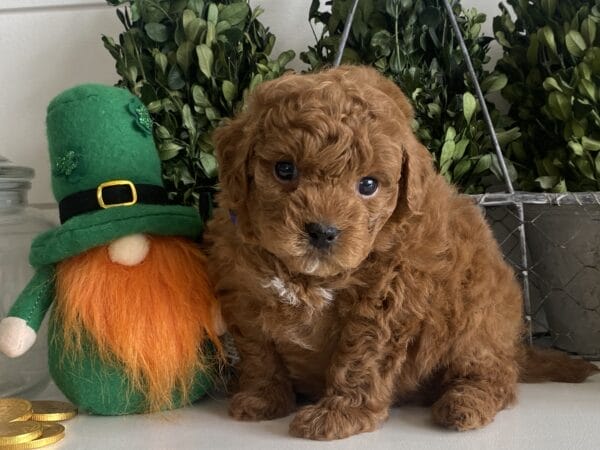 TEACUP GOLDENDOODLE PUPPIES, Precious Doodle Dogs, Teacup Doodle Dogs, Goldendoodle, Doodle Dog, Golden Doodles, Goldendoodle for sale, Goldendoodle puppies for sale, Miniature goldendoodle, goldendoodle puppies, mini goldendoodle, mini puppies, mini goldendoodle size, Mini Doodle Dogs, f1 goldendoodle, golden retriever poodle, chocolate goldendoodle, small doodles, goldendoodle temperament, goldendoodle colors, goldendoodle price, white goldendoodle, f2 goldendoodle, mini goldendoodle price, mini goldendoodle full grown, f1 mini goldendoodle, f1b goldendoodle, parti goldendoodle, goldendoodles near me, english goldendoodle, australian goldendoodle, red goldendoodle, doodle breeds, brown goldendoodle, goldendoodle cost, adult mini goldendoodle, golden noodle dog, doodle dog breeds, miniature golden doodle, miniature puppies, golden retriever poodle mix, A Star is Born, A star is born goldendoodle, a star is born dog, Bradley Cooper's Dog, Bradley Cooper Dog, Bradley Cooper's Goldendoodle, arizona goldendoodles, goldendoodle training, goldendoodle size, how big do mini goldendoodles get, goldendoodle full grown, baby goldendoodle, goldendoodle houston, golden doodles for sale, adult goldendoodle, apricot goldendoodle, goldendoodle grooming, mini golden doodles, goldendoodle shedding, f2b goldendoodle, goldendoodle hypoallergenic, goldendoodle names, english cream goldendoodle, golden retriever and poodle mix, mini goldendoodle puppies, micro goldendoodle, mini goldendoodle puppies for sale, miniature goldendoodle for sale, goldendoodle puppies for adoption, teddy bear goldendoodle, mini goldendoodle rescue, medium goldendoodle, black goldendoodle, mini goldendoodle for sale near me, goldendoodle puppies for sale near me, mini doodle, doodle puppies, mini goldendoodle for sale, goldendoodle breeders near me, miniature goldendoodle for sale near me, toy goldendoodle, petite goldendoodle, golden doodle dog, miniature goldendoodle puppies, mini goldendoodle puppies for sale near me, goldendoodles for sale near me, mini goldedoodle breeders, goldendoodle adoption, f1b mini goldendoodle, small goldendoodle, teacup goldendoodle, goldendoodle puppies near me, goldendoodle breeders, how to groom a goldendoodle, great doodle puppies, golden doodle mix, goldendoodle tampa, goldendoodle facts, white doodle dog, white goldendoodle puppy, mini goldendoodle maryland, country mini doodles, goldendoodle los angeles, toy labradoodle puppies for sale, types of goldendoodles, mini golden retriever puppies, golden goldendoodle, mini golden retriever puppies for sale, miniature australian goldendoodle, goldendoodle sacramento, goldendoodle omaha, labradoodle goldendoodle, f1 medium goldendoodle, BEST goldendoodles, pictures of mini goldendoodles, teacup goldendoodle full grown, micro mini goldendoodle full grown, toy goldendoodle price, goldendoodle chicago, retriever doodle, teacup goldendoodle puppies for sale, cute goldendoodle, mini teddy bear puppies, miniature goldendoodle full grown, f2 mini goldendoodle, goldendoodle spokane, mini goldendoodle chicago, micro mini goldendoodle, how nbig do miniature goldendoodles get, brown mini goldendoodle, mini doodle breeds, poodle doodle dog, what is a mini goldendoodle, black mini goldendoodle, mini irish doodle puppies for sale, f1b goldendoodle size, toy golden doodles, chocolate brown goldendoodle puppies for sale, petite goldendoodle full grown, goldendoodle behavior, american goldendoodle, f1b medium goldendoodle, goldendoodle puppy cost, cute goldendoodle puppies, goldendoodle indianapolis, teddy goldendoodle, mini goldendoodle weight, teddy bear golden doodles, f1b goldendoodle puppies for sale, miniature goldendoodle size, chocolate goldendoodle puppy, english cream mini goldendoodle, doodle puppies near me, red miniature goldendoodle, cream goldendoodle, goldendoodle puppy cut, mini goldendoodle hypoallergenic, dog breed goldendoodle, goldendoodle poodle mixes, goldendoodle allergies, goldendoodle info, sandy ridge goldendoodles, lakeshore goldendoodles, toy goldendoodle puppies for sale, labradoodle and goldendoodle, goldendoodle las vegas, goldendoodle phoenix, doodle breeders near me, miniature goldendoodle weight, black and white goldendoodle, sarasota goldendoodles, mini goldendoodle dallas, a goldendoodle, what is a goldendoodle, goldendoodle dallas, mini golden doodles for sale, ginger doodle puppy, how much does a mini goldendoodle cost, goldendoodle san antonio, goldendoodle photos, goldendoodle cuts, chocolate mini goldendoodle, all about goldendoodles, goldendoodle cincinnati, black doodle dog, goldendoodle weight, miniature goldendoodle breeders, goldendoodle information, miniature goldendoodle puppies for sale, doodle puppies for sale near me, black labradoodle puppies for sale, goldendoodle seattle, golden doodles near me, teacup goldendoodle for sale, golden retriever poodle puppy, goldendoodle rochester ny, goldendoodle and poodle mix, akc goldendoodle, goldendoodle kansas city, mini goldendoodle facts, goldendoodle austin, goldendoodle doodle, goldendoodle tulsa, curly goldendoodle, brown goldendoodle puppies, f1b labradoodle puppies for sale, red mini goldendoodle, goldendoodle poodle, chocolate goldendoodle for sale, tiny goldendoodle, goldendoodle puppies breeders, english goldendoodle puppies for sale, mini golden labradoodle, f1b mini teddy bear goldendoodles, red goldendoodle puppies for sale, miniature golden retriever breeders, f1 goldendoodles for sale, teacup goldendoodle puppies, toy mini goldendoodle, xs petite goldendoodle, f2 goldendoodle puppies for sale, mini goldendoodle cost, black goldendoodle for sale, english teddy bear goldendoodle, small doodle dogs, goldendoodle nashville, english goldendoodle puppies, golden retriever poodle mix for sale, red goldendoodle puppy, parti goldendoodles for sale, english cream goldendoodles for sale, doodle puppies for sale, golden retriever poodle mix puppies, goldendoodle tucson, f1b mini goldendoodle puppies for sale, mini goldendoodle breeders northeast, teddy bear goldendoodle, toy goldendoodle rescue, petite mini goldendoodle, goldendoodle stuff, mini goldendoodles near me, teddy bear goldendoodle puppies, f1 goldendoodle puppies, teddy bear goldendoodles for sale, silver goldendoodle, buy goldendoodle, mini golden doodle dog, teddy bear goldendoodles mini, micro mini goldendoodle puppies for sale, goldendoodle dogs for sale, best goldendoodle breeders, chocolate goldendoodle puppies for sale, doodle dogs for sale, toy goldendoodle puppies, mini doodle dog, toy goldendoodle breeders, doodles for sale, goldendoodle hypoallergenic dog, mini goldendoodle breeders near me, english goldendoodle breeders, f1b mini goldendoodle for sale, teacup goldendoodle price, petite goldendoodle for sale, mini english goldendoodle, mini goldendoodle info, miniature goldendoodle puppies for sale near me, black goldendoodle puppies for sale, f1 goldendoodle puppies for sale, Teacup Goldendoodles AL, Teacup Goldendoodles AK, Teacup Goldendoodles AZ, Teacup Goldendoodles AR, Teacup Goldendoodles CA, Teacup Goldendoodles CO, Teacup Goldendoodles CT, Teacup Goldendoodles DE, Teacup Goldendoodles FL, Teacup Goldendoodles GA, Teacup Goldendoodles HI, Teacup Goldendoodles ID, Teacup Goldendoodles IL, Teacup Goldendoodles IN, Teacup Goldendoodles IA, Teacup Goldendoodles KS, Teacup Goldendoodles KY, Teacup Goldendoodles LA, Teacup Goldendoodles ME, Teacup Goldendoodles MD, Teacup Goldendoodles MA, Teacup Goldendoodles MI, Teacup Goldendoodles MN, Teacup Goldendoodles MS, Teacup Goldendoodles MO, Teacup Goldendoodles MT, Teacup Goldendoodles NE, Teacup Goldendoodles NV, Teacup Goldendoodles NH, Teacup Goldendoodles NJ, Teacup Goldendoodles NM, Teacup Goldendoodles NY, Teacup Goldendoodles NC, Teacup Goldendoodles ND, Teacup Goldendoodles OH, Teacup Goldendoodles OK, Teacup Goldendoodles OR, Teacup Goldendoodles PA, Teacup Goldendoodles RI, Teacup Goldendoodles SC, Teacup Goldendoodles SD, Teacup Goldendoodles TN, Teacup Goldendoodles TX, Teacup Goldendoodles UT, Teacup Goldendoodles VT, Teacup Goldendoodles VA, Teacup Goldendoodles WA, Teacup Goldendoodles WV, Teacup Goldendoodles WI, Teacup Goldendoodles WY,