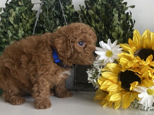 TEACUP GOLDENDOODLE PUPPIES, Precious Doodle Dogs, Teacup Doodle Dogs, Goldendoodle, Doodle Dog, Golden Doodles, Goldendoodle for sale, Goldendoodle puppies for sale, Miniature goldendoodle, goldendoodle puppies, mini goldendoodle, mini puppies, mini goldendoodle size, Mini Doodle Dogs, f1 goldendoodle, golden retriever poodle, chocolate goldendoodle, small doodles, goldendoodle temperament, goldendoodle colors, goldendoodle price, white goldendoodle, f2 goldendoodle, mini goldendoodle price, mini goldendoodle full grown, f1 mini goldendoodle, f1b goldendoodle, parti goldendoodle, goldendoodles near me, english goldendoodle, australian goldendoodle, red goldendoodle, doodle breeds, brown goldendoodle, goldendoodle cost, adult mini goldendoodle, golden noodle dog, doodle dog breeds, miniature golden doodle, miniature puppies, golden retriever poodle mix, A Star is Born, A star is born goldendoodle, a star is born dog, Bradley Cooper's Dog, Bradley Cooper Dog, Bradley Cooper's Goldendoodle, arizona goldendoodles, goldendoodle training, goldendoodle size, how big do mini goldendoodles get, goldendoodle full grown, baby goldendoodle, goldendoodle houston, golden doodles for sale, adult goldendoodle, apricot goldendoodle, goldendoodle grooming, mini golden doodles, goldendoodle shedding, f2b goldendoodle, goldendoodle hypoallergenic, goldendoodle names, english cream goldendoodle, golden retriever and poodle mix, mini goldendoodle puppies, micro goldendoodle, mini goldendoodle puppies for sale, miniature goldendoodle for sale, goldendoodle puppies for adoption, teddy bear goldendoodle, mini goldendoodle rescue, medium goldendoodle, black goldendoodle, mini goldendoodle for sale near me, goldendoodle puppies for sale near me, mini doodle, doodle puppies, mini goldendoodle for sale, goldendoodle breeders near me, miniature goldendoodle for sale near me, toy goldendoodle, petite goldendoodle, golden doodle dog, miniature goldendoodle puppies, mini goldendoodle puppies for sale near me, goldendoodles for sale near me, mini goldedoodle breeders, goldendoodle adoption, f1b mini goldendoodle, small goldendoodle, teacup goldendoodle, goldendoodle puppies near me, goldendoodle breeders, how to groom a goldendoodle, great doodle puppies, golden doodle mix, goldendoodle tampa, goldendoodle facts, white doodle dog, white goldendoodle puppy, mini goldendoodle maryland, country mini doodles, goldendoodle los angeles, toy labradoodle puppies for sale, types of goldendoodles, mini golden retriever puppies, golden goldendoodle, mini golden retriever puppies for sale, miniature australian goldendoodle, goldendoodle sacramento, goldendoodle omaha, labradoodle goldendoodle, f1 medium goldendoodle, BEST goldendoodles, pictures of mini goldendoodles, teacup goldendoodle full grown, micro mini goldendoodle full grown, toy goldendoodle price, goldendoodle chicago, retriever doodle, teacup goldendoodle puppies for sale, cute goldendoodle, mini teddy bear puppies, miniature goldendoodle full grown, f2 mini goldendoodle, goldendoodle spokane, mini goldendoodle chicago, micro mini goldendoodle, how nbig do miniature goldendoodles get, brown mini goldendoodle, mini doodle breeds, poodle doodle dog, what is a mini goldendoodle, black mini goldendoodle, mini irish doodle puppies for sale, f1b goldendoodle size, toy golden doodles, chocolate brown goldendoodle puppies for sale, petite goldendoodle full grown, goldendoodle behavior, american goldendoodle, f1b medium goldendoodle, goldendoodle puppy cost, cute goldendoodle puppies, goldendoodle indianapolis, teddy goldendoodle, mini goldendoodle weight, teddy bear golden doodles, f1b goldendoodle puppies for sale, miniature goldendoodle size, chocolate goldendoodle puppy, english cream mini goldendoodle, doodle puppies near me, red miniature goldendoodle, cream goldendoodle, goldendoodle puppy cut, mini goldendoodle hypoallergenic, dog breed goldendoodle, goldendoodle poodle mixes, goldendoodle allergies, goldendoodle info, sandy ridge goldendoodles, lakeshore goldendoodles, toy goldendoodle puppies for sale, labradoodle and goldendoodle, goldendoodle las vegas, goldendoodle phoenix, doodle breeders near me, miniature goldendoodle weight, black and white goldendoodle, sarasota goldendoodles, mini goldendoodle dallas, a goldendoodle, what is a goldendoodle, goldendoodle dallas, mini golden doodles for sale, ginger doodle puppy, how much does a mini goldendoodle cost, goldendoodle san antonio, goldendoodle photos, goldendoodle cuts, chocolate mini goldendoodle, all about goldendoodles, goldendoodle cincinnati, black doodle dog, goldendoodle weight, miniature goldendoodle breeders, goldendoodle information, miniature goldendoodle puppies for sale, doodle puppies for sale near me, black labradoodle puppies for sale, goldendoodle seattle, golden doodles near me, teacup goldendoodle for sale, golden retriever poodle puppy, goldendoodle rochester ny, goldendoodle and poodle mix, akc goldendoodle, goldendoodle kansas city, mini goldendoodle facts, goldendoodle austin, goldendoodle doodle, goldendoodle tulsa, curly goldendoodle, brown goldendoodle puppies, f1b labradoodle puppies for sale, red mini goldendoodle, goldendoodle poodle, chocolate goldendoodle for sale, tiny goldendoodle, goldendoodle puppies breeders, english goldendoodle puppies for sale, mini golden labradoodle, f1b mini teddy bear goldendoodles, red goldendoodle puppies for sale, miniature golden retriever breeders, f1 goldendoodles for sale, teacup goldendoodle puppies, toy mini goldendoodle, xs petite goldendoodle, f2 goldendoodle puppies for sale, mini goldendoodle cost, black goldendoodle for sale, english teddy bear goldendoodle, small doodle dogs, goldendoodle nashville, english goldendoodle puppies, golden retriever poodle mix for sale, red goldendoodle puppy, parti goldendoodles for sale, english cream goldendoodles for sale, doodle puppies for sale, golden retriever poodle mix puppies, goldendoodle tucson, f1b mini goldendoodle puppies for sale, mini goldendoodle breeders northeast, teddy bear goldendoodle, toy goldendoodle rescue, petite mini goldendoodle, goldendoodle stuff, mini goldendoodles near me, teddy bear goldendoodle puppies, f1 goldendoodle puppies, teddy bear goldendoodles for sale, silver goldendoodle, buy goldendoodle, mini golden doodle dog, teddy bear goldendoodles mini, micro mini goldendoodle puppies for sale, goldendoodle dogs for sale, best goldendoodle breeders, chocolate goldendoodle puppies for sale, doodle dogs for sale, toy goldendoodle puppies, mini doodle dog, toy goldendoodle breeders, doodles for sale, goldendoodle hypoallergenic dog, mini goldendoodle breeders near me, english goldendoodle breeders, f1b mini goldendoodle for sale, teacup goldendoodle price, petite goldendoodle for sale, mini english goldendoodle, mini goldendoodle info, miniature goldendoodle puppies for sale near me, black goldendoodle puppies for sale, f1 goldendoodle puppies for sale, Teacup Goldendoodles AL, Teacup Goldendoodles AK, Teacup Goldendoodles AZ, Teacup Goldendoodles AR, Teacup Goldendoodles CA, Teacup Goldendoodles CO, Teacup Goldendoodles CT, Teacup Goldendoodles DE, Teacup Goldendoodles FL, Teacup Goldendoodles GA, Teacup Goldendoodles HI, Teacup Goldendoodles ID, Teacup Goldendoodles IL, Teacup Goldendoodles IN, Teacup Goldendoodles IA, Teacup Goldendoodles KS, Teacup Goldendoodles KY, Teacup Goldendoodles LA, Teacup Goldendoodles ME, Teacup Goldendoodles MD, Teacup Goldendoodles MA, Teacup Goldendoodles MI, Teacup Goldendoodles MN, Teacup Goldendoodles MS, Teacup Goldendoodles MO, Teacup Goldendoodles MT, Teacup Goldendoodles NE, Teacup Goldendoodles NV, Teacup Goldendoodles NH, Teacup Goldendoodles NJ, Teacup Goldendoodles NM, Teacup Goldendoodles NY, Teacup Goldendoodles NC, Teacup Goldendoodles ND, Teacup Goldendoodles OH, Teacup Goldendoodles OK, Teacup Goldendoodles OR, Teacup Goldendoodles PA, Teacup Goldendoodles RI, Teacup Goldendoodles SC, Teacup Goldendoodles SD, Teacup Goldendoodles TN, Teacup Goldendoodles TX, Teacup Goldendoodles UT, Teacup Goldendoodles VT, Teacup Goldendoodles VA, Teacup Goldendoodles WA, Teacup Goldendoodles WV, Teacup Goldendoodles WI, Teacup Goldendoodles WY,