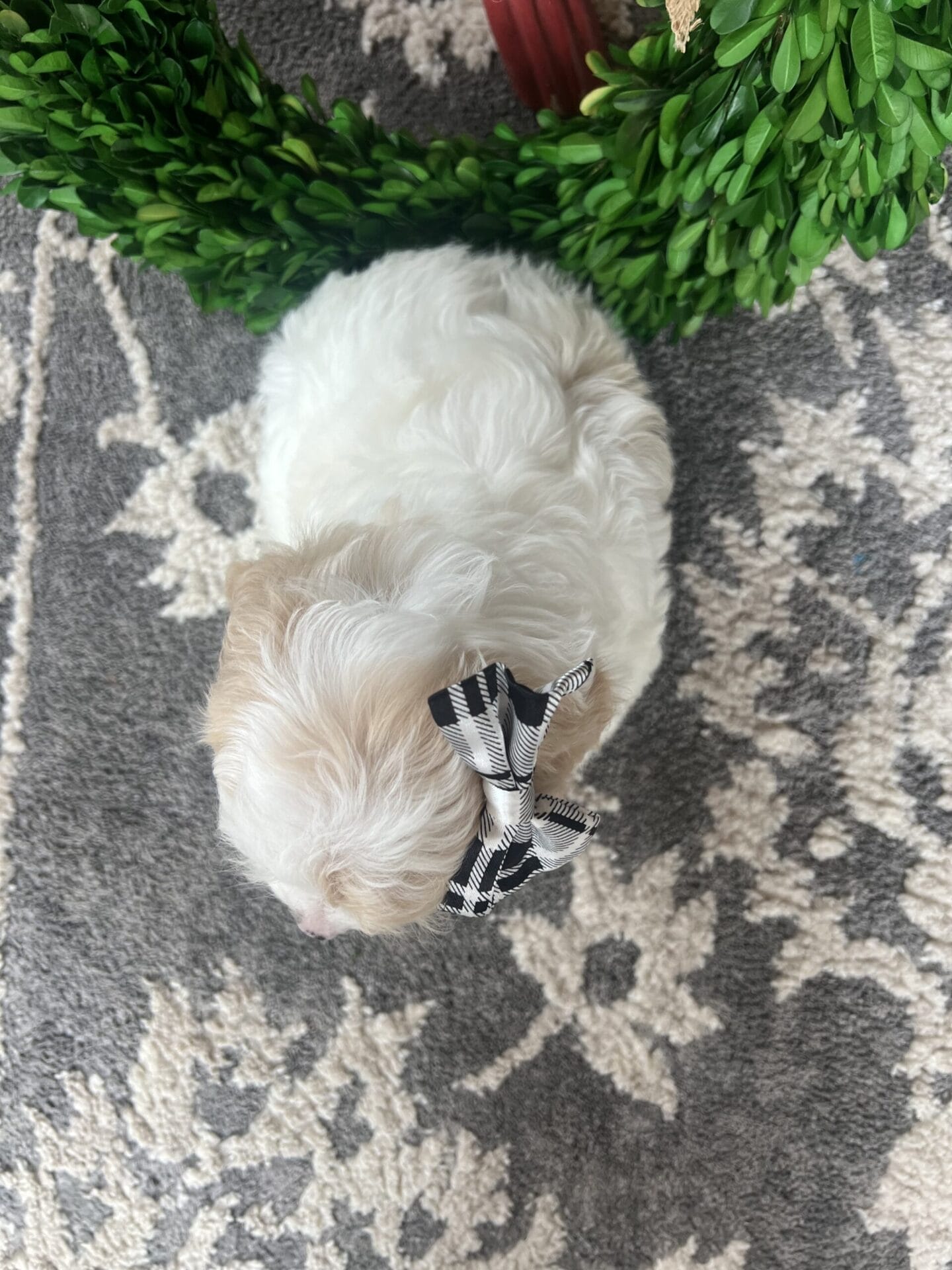 Wanda - Teacup Cavapoo Girl - Image 5