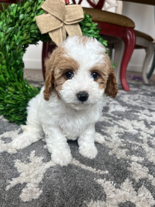 Scarlet - Teacup Cavapoo Girl