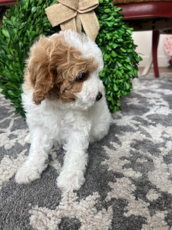 Scarlet - Teacup Cavapoo Girl - Image 4