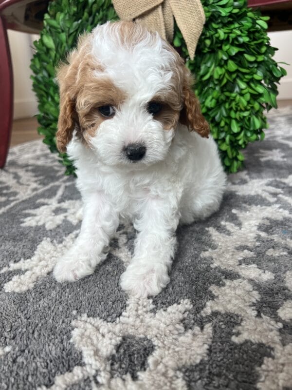 Scarlet - Teacup Cavapoo Girl - Image 3