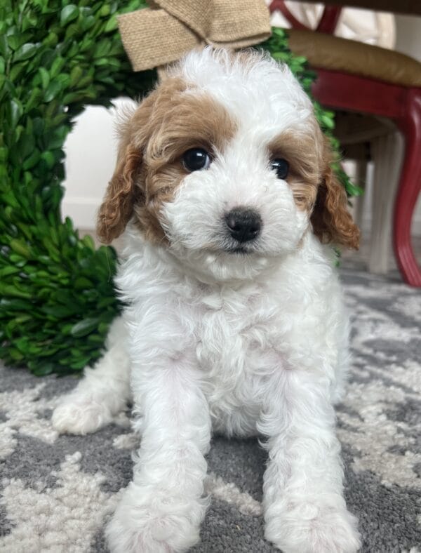 Scarlet - Teacup Cavapoo Girl - Image 2