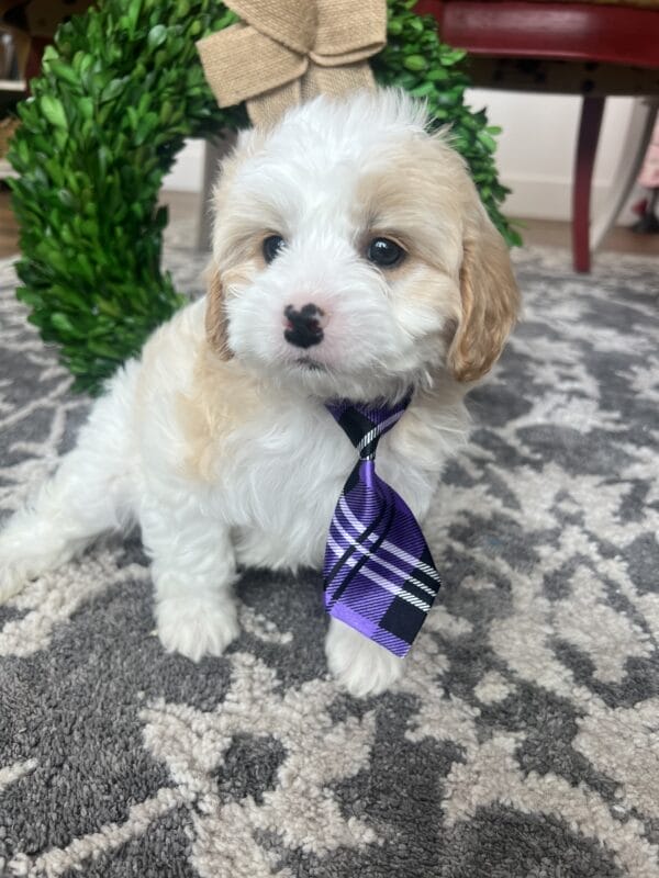 Thor - Teacup Cavapoo Boy - Image 3