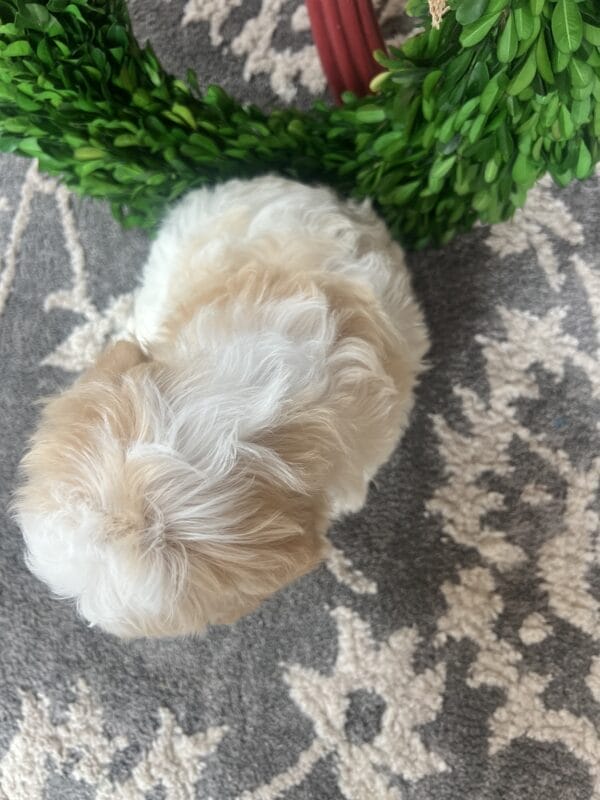 Thor - Teacup Cavapoo Boy - Image 6