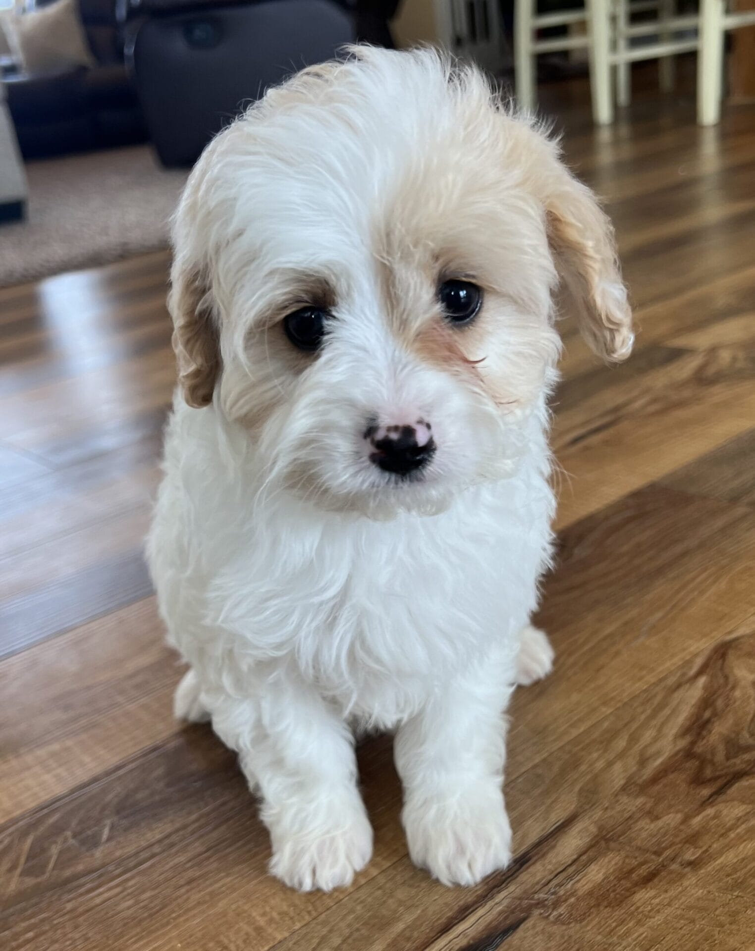 Wanda - Teacup Cavapoo Girl - Image 8