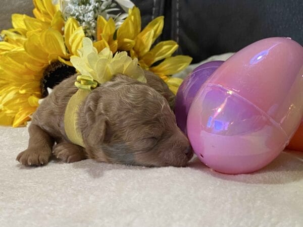 Opal - Micro Goldendoodle Girl - Image 6