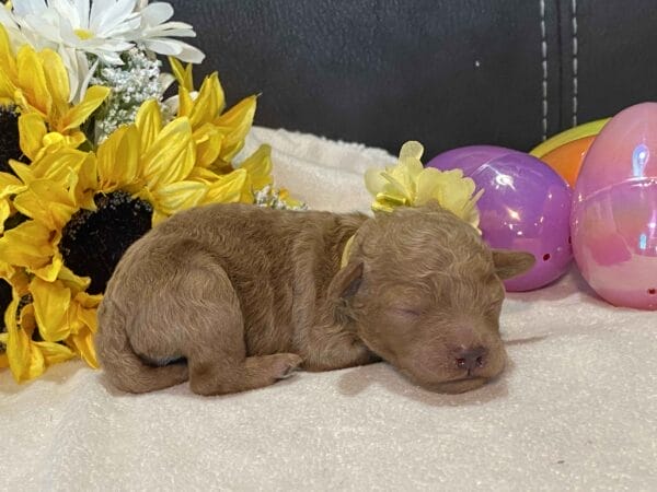 Opal - Micro Goldendoodle Girl